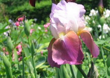 Bearded Iris in Bloom (user submitted)