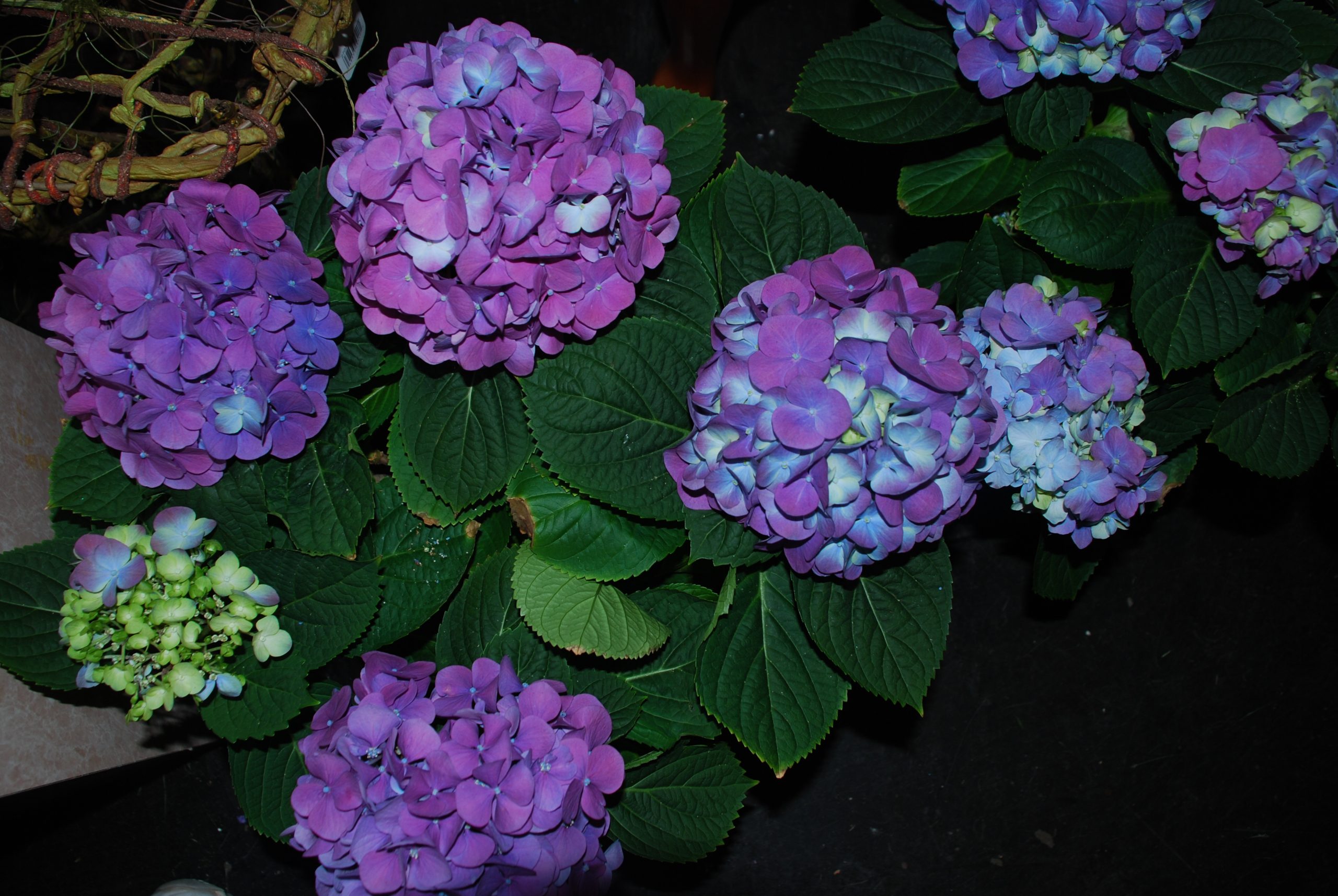 Hydrangea in Bloom (user submitted)