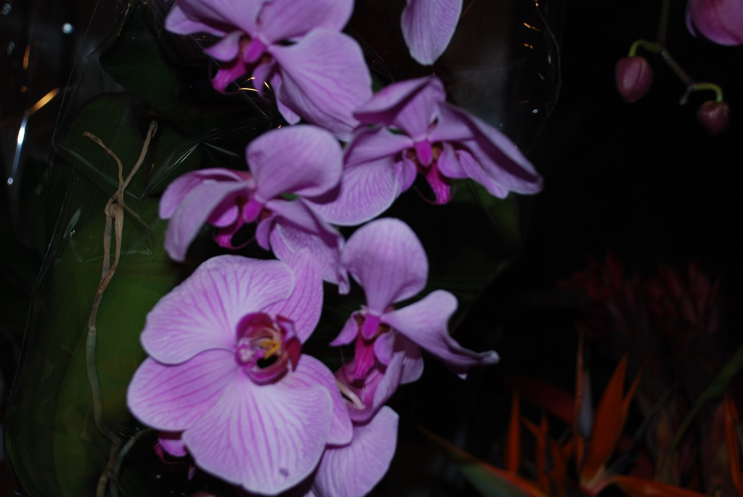 Orchids for Sale (user submitted)