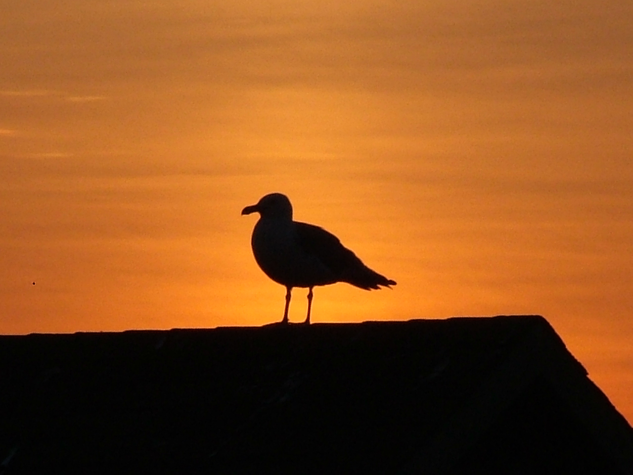 Seagull at Sunset (user submitted)