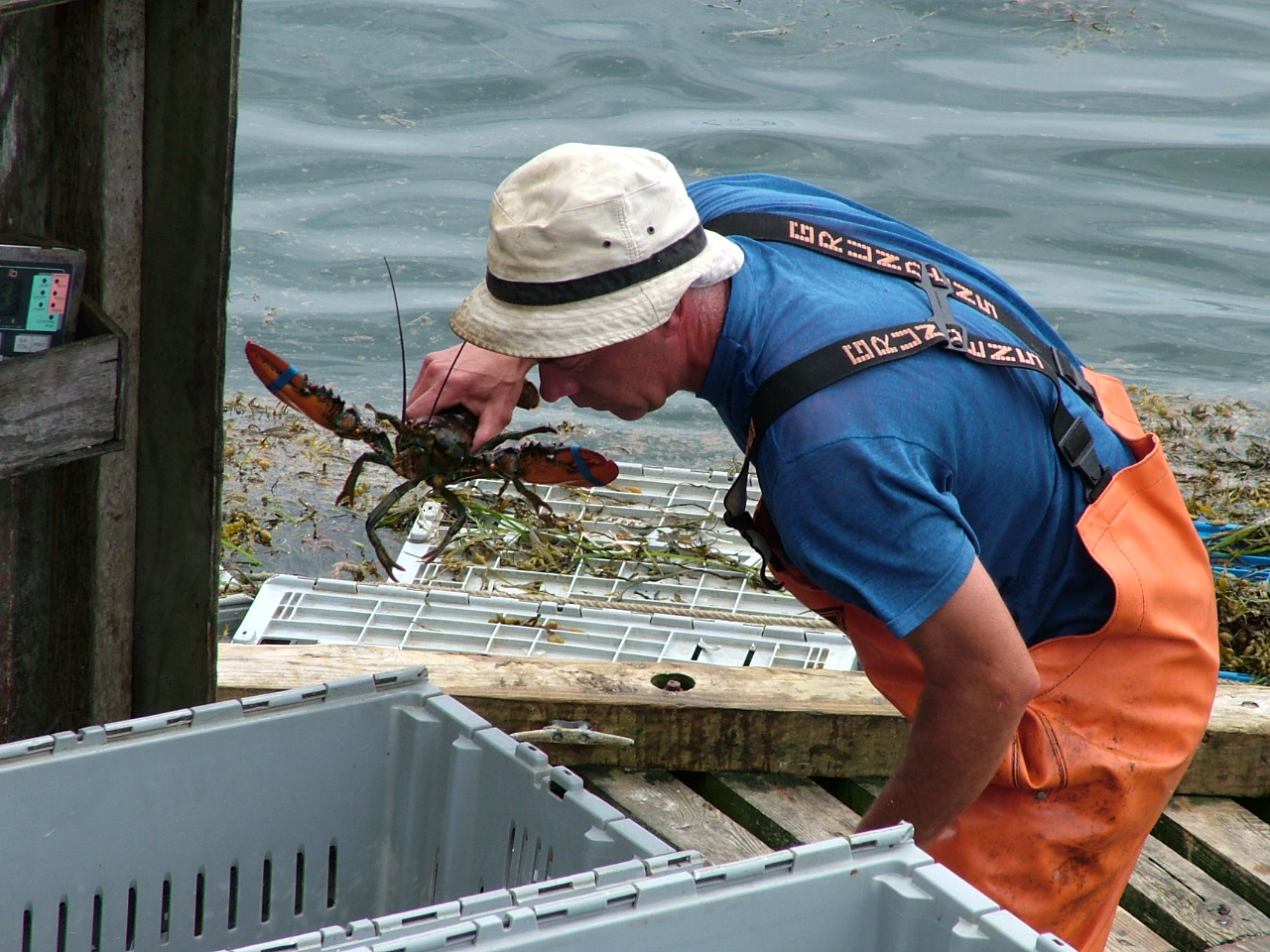 Lobsterman At Work (user submitted)