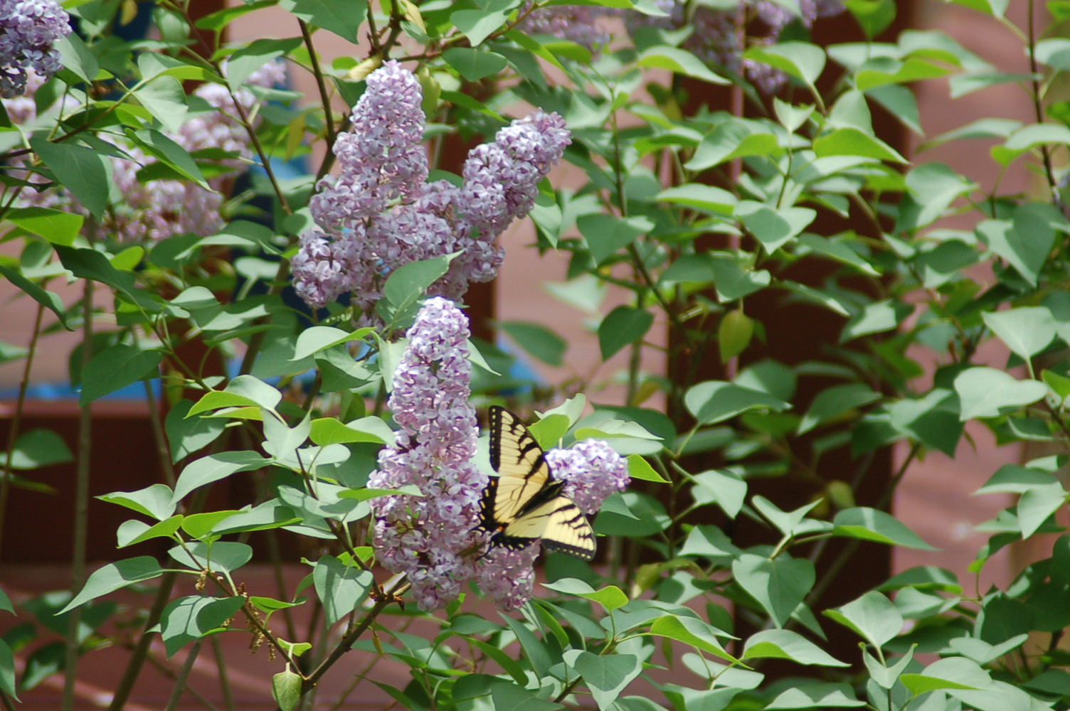 Butterfly in the Lilacs (user submitted)