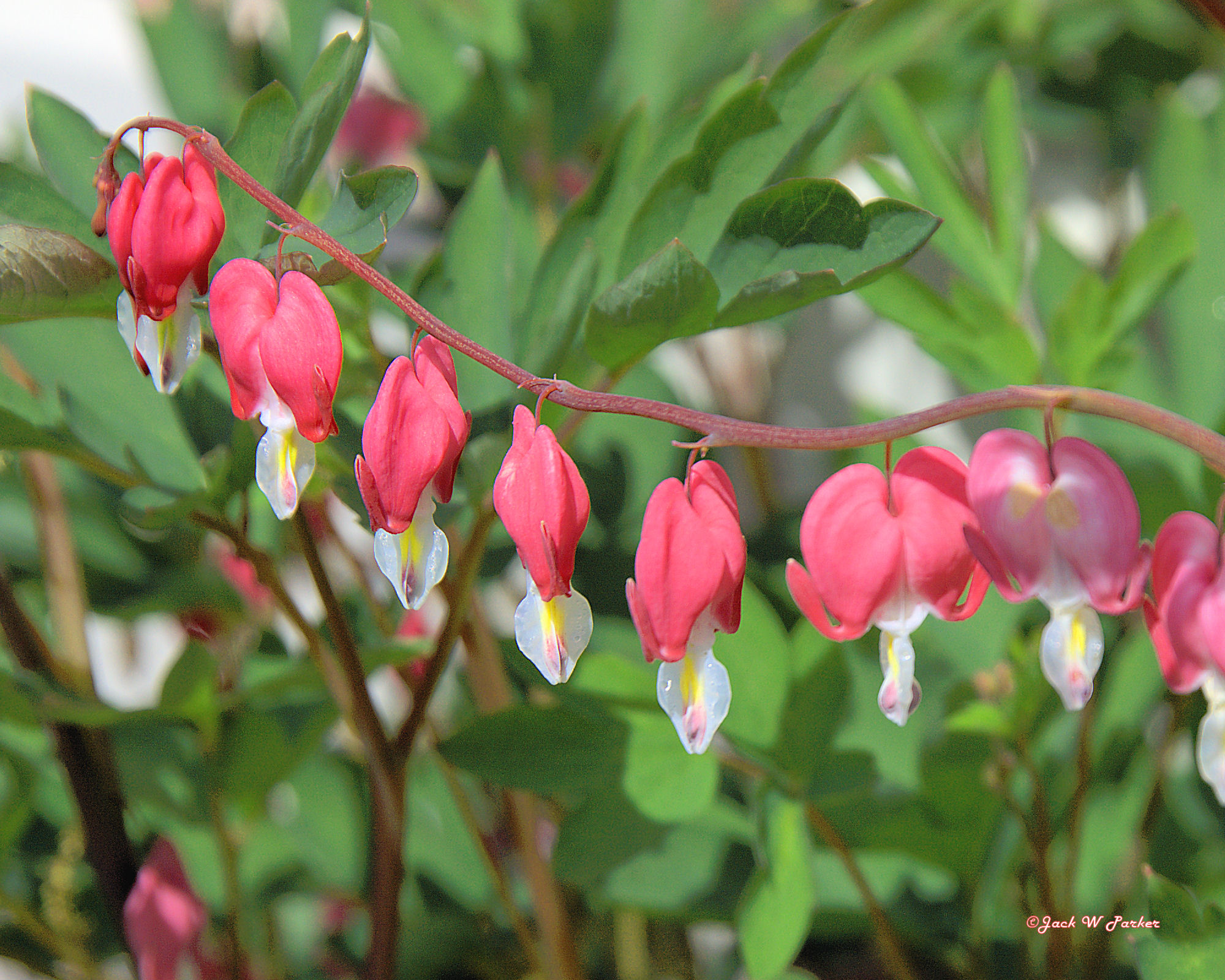 Bleeding Hearts (user submitted)