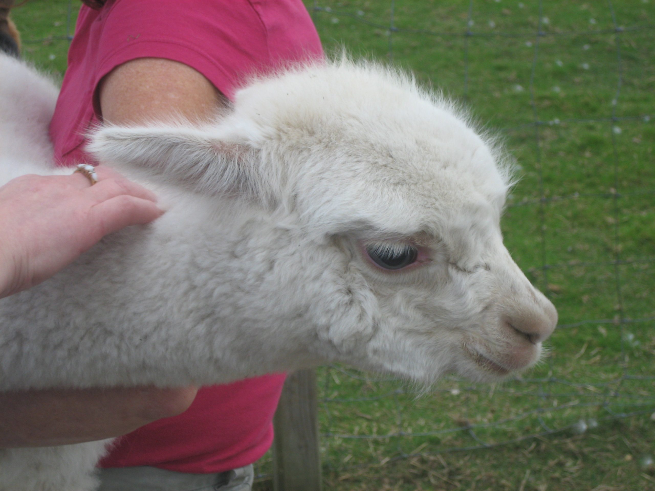 Young Alpaca (user submitted)