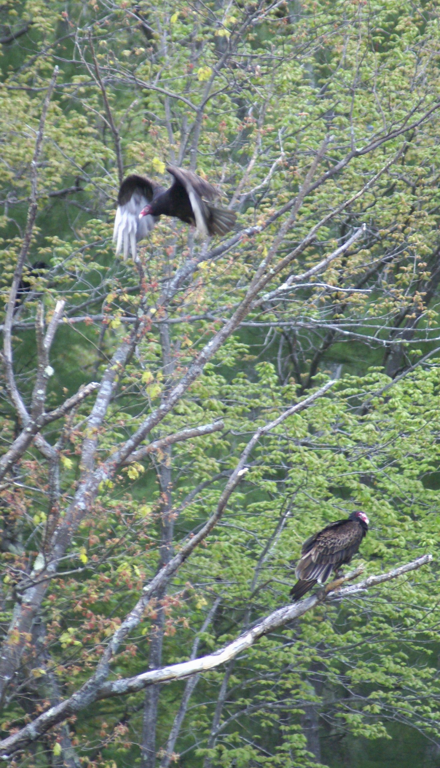 Turkey Vultures (user submitted)