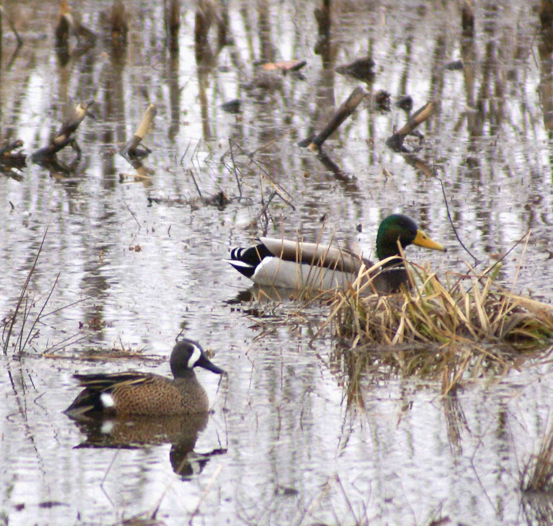 Blue-Winged Teal and Mallard - New England