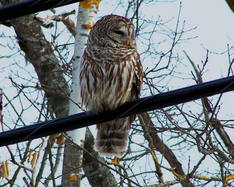 Barred Owl (user submitted)