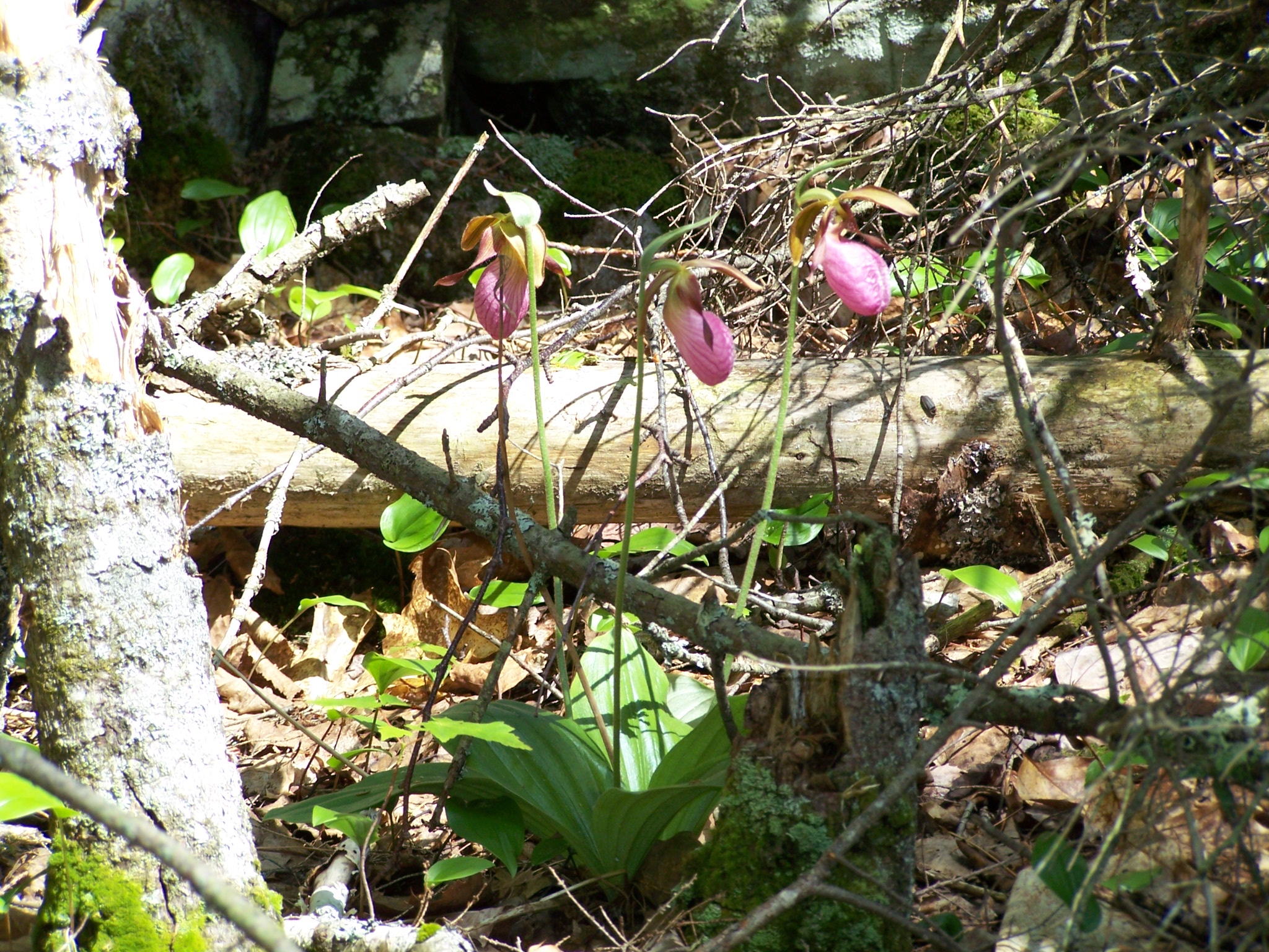 Lady Slippers (user submitted)