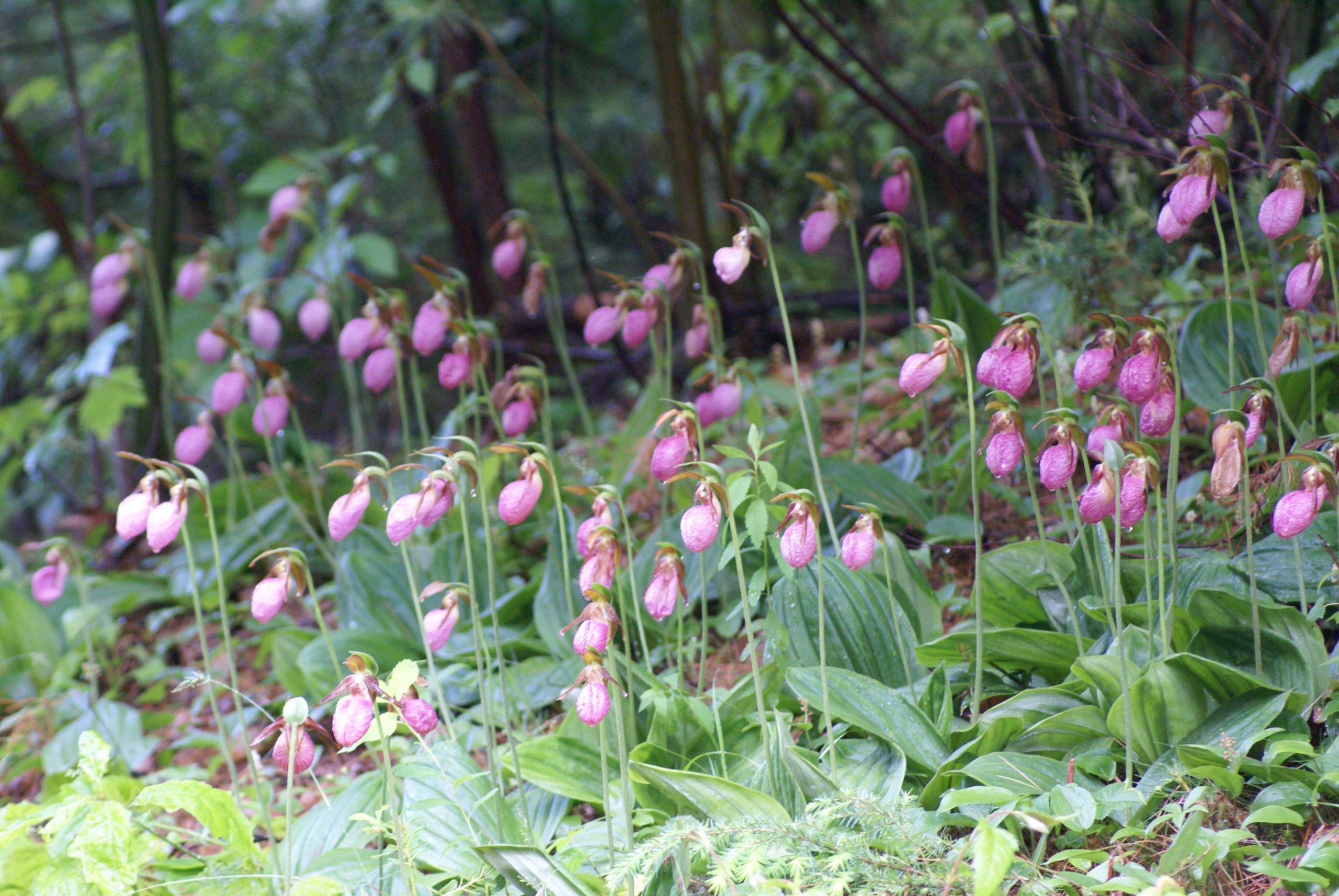 Ladyslipper Landscape (user submitted)