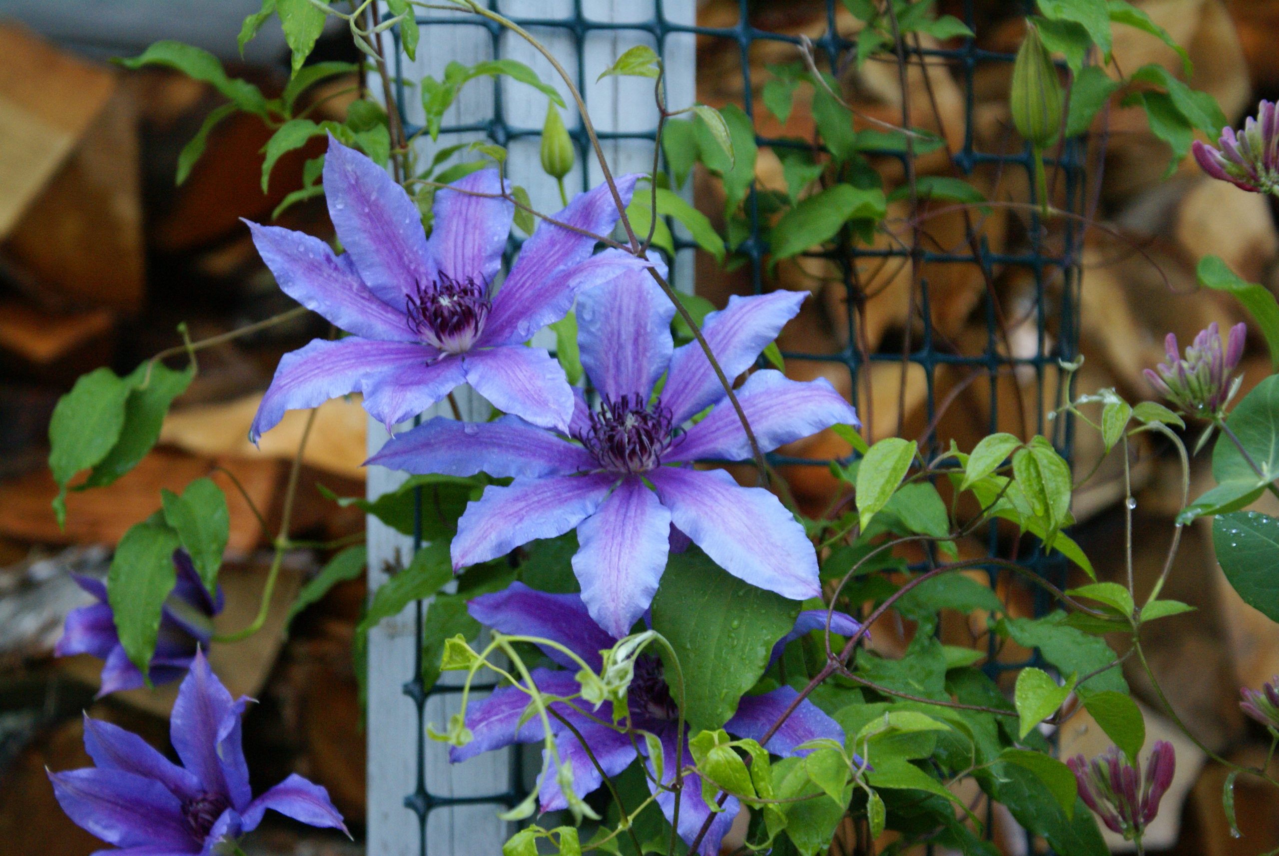Clematis in Full Bloom (user submitted)