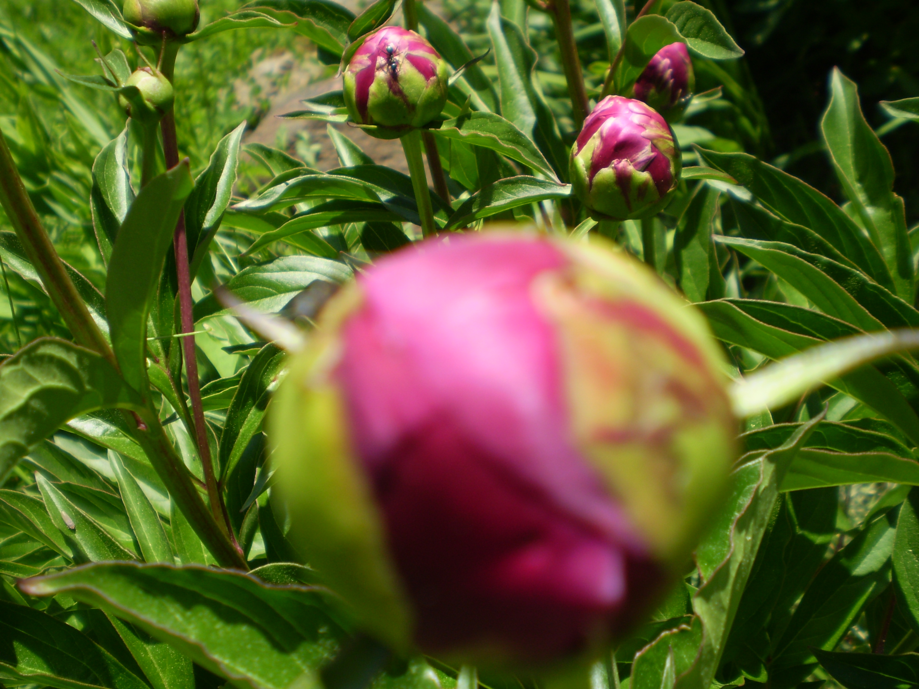 Ant and Peonies New England Today