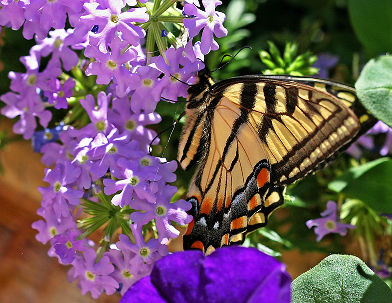 Butterfly On Lavender Verbena (user submitted)