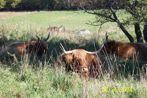 Long-Horn Cows Resting (user submitted)
