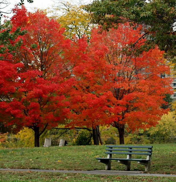 Boston Fall Foliage New England