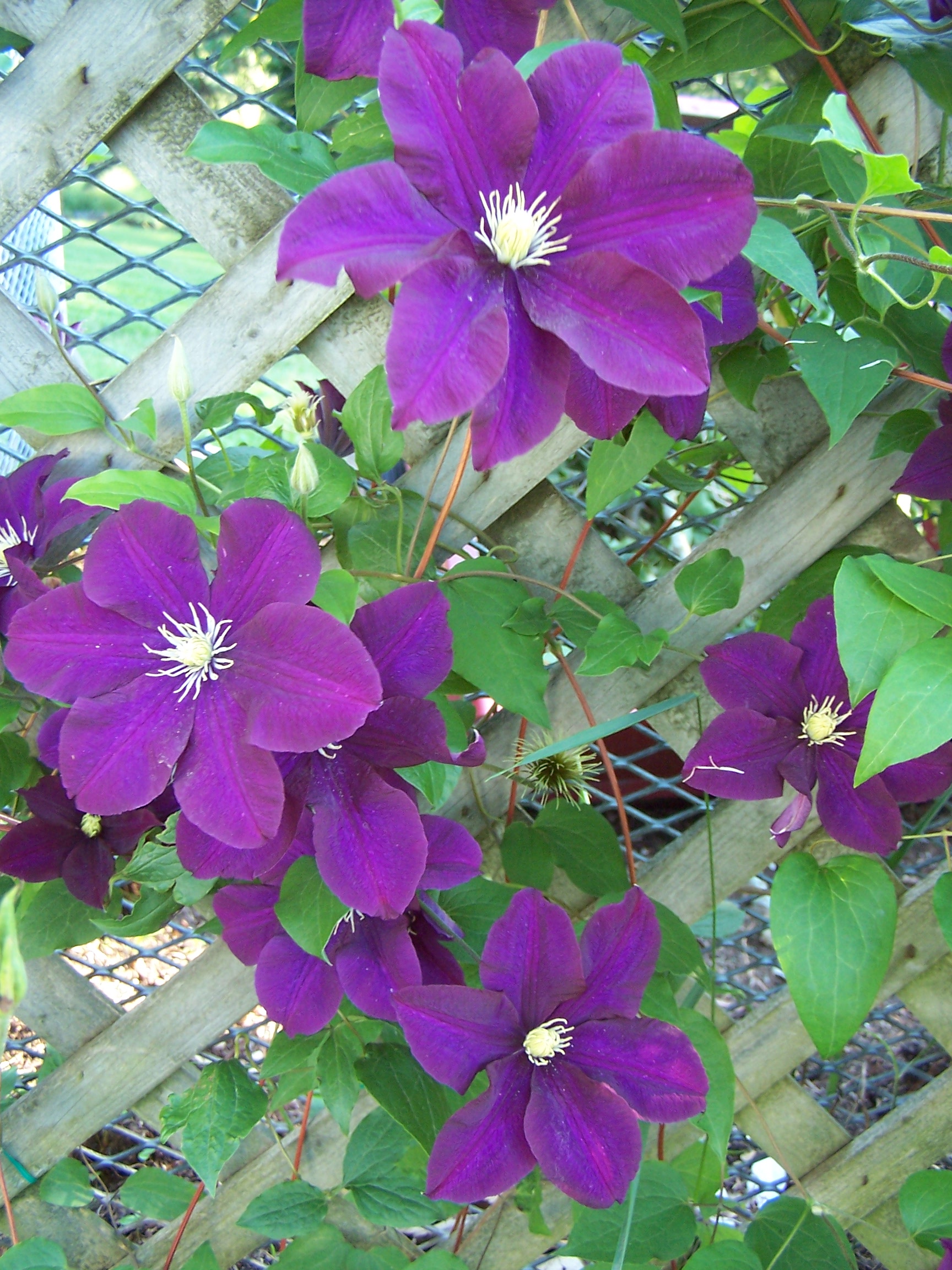 Purple Clematis   (user submitted)