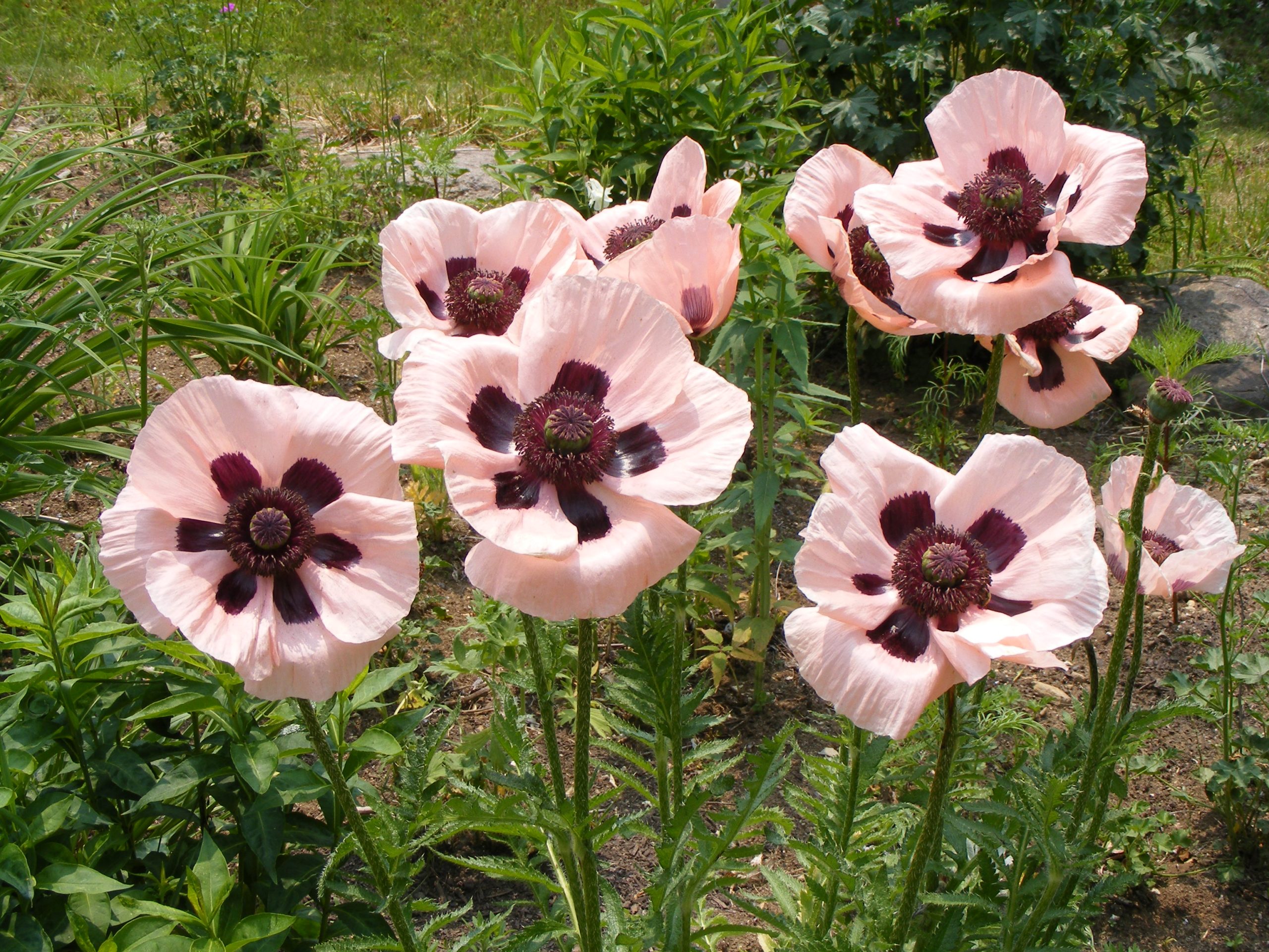 Pink Poppy (user submitted)