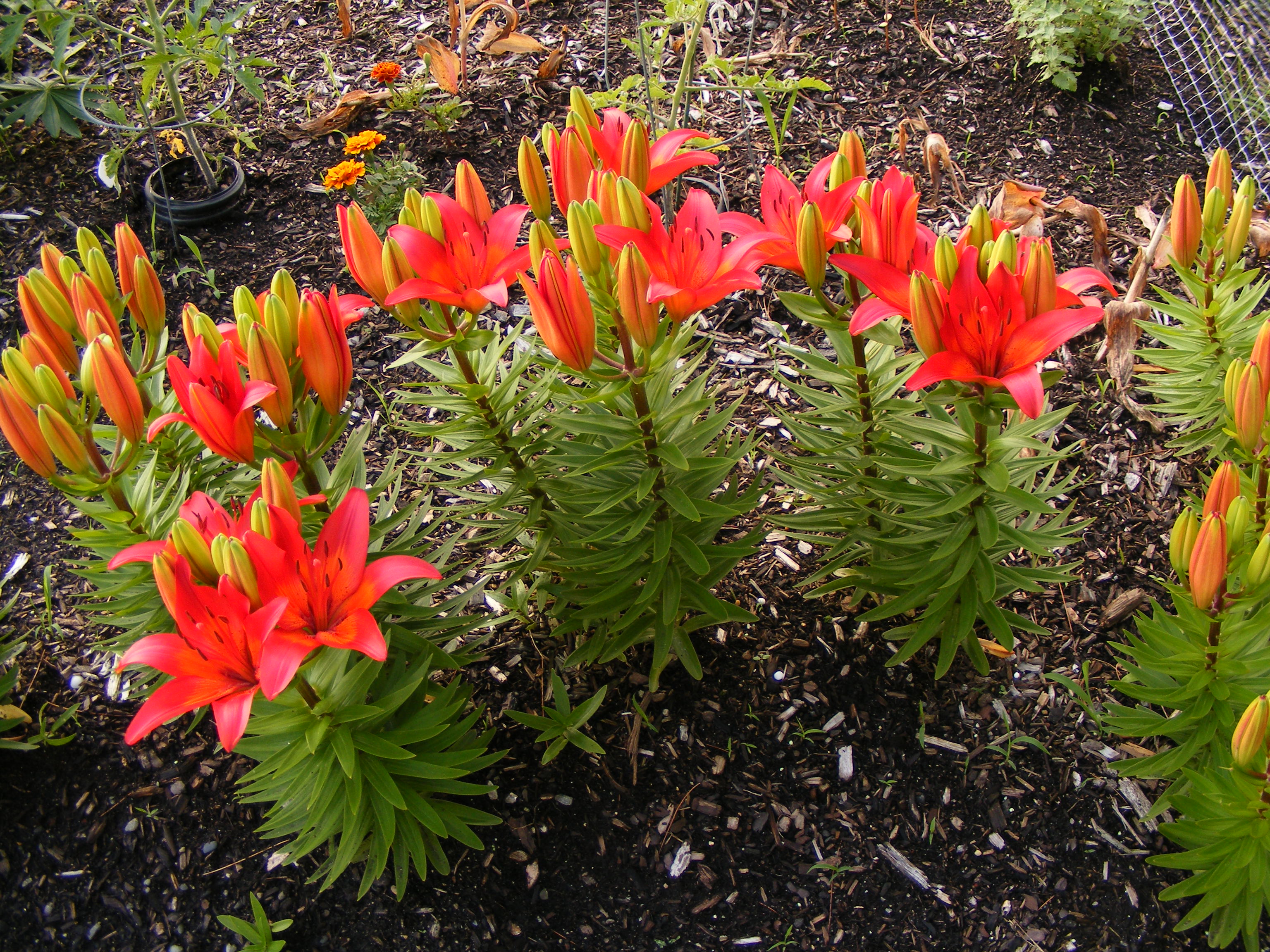 Red Lilies New England Today