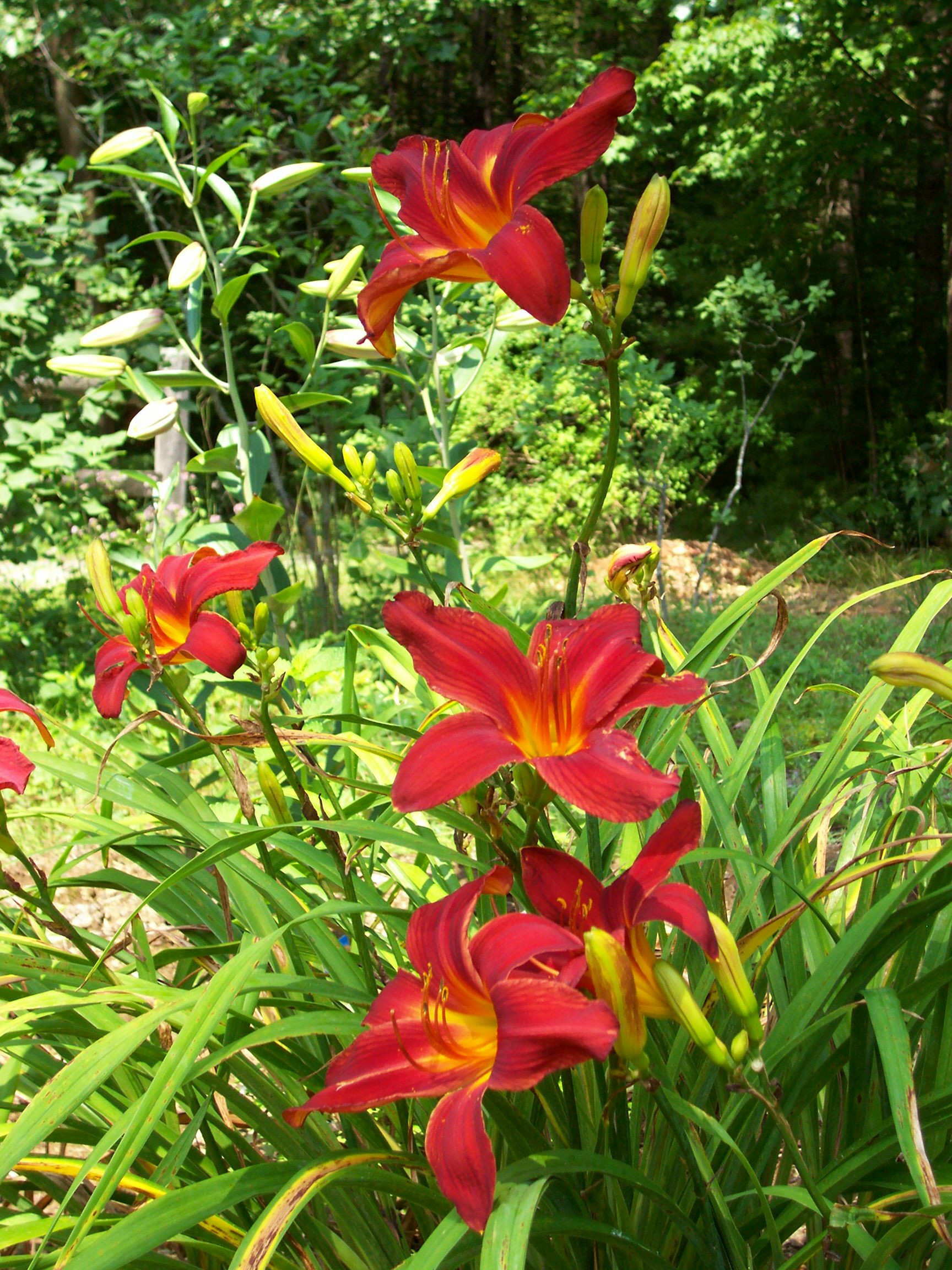 Red Daylilies (user submitted)