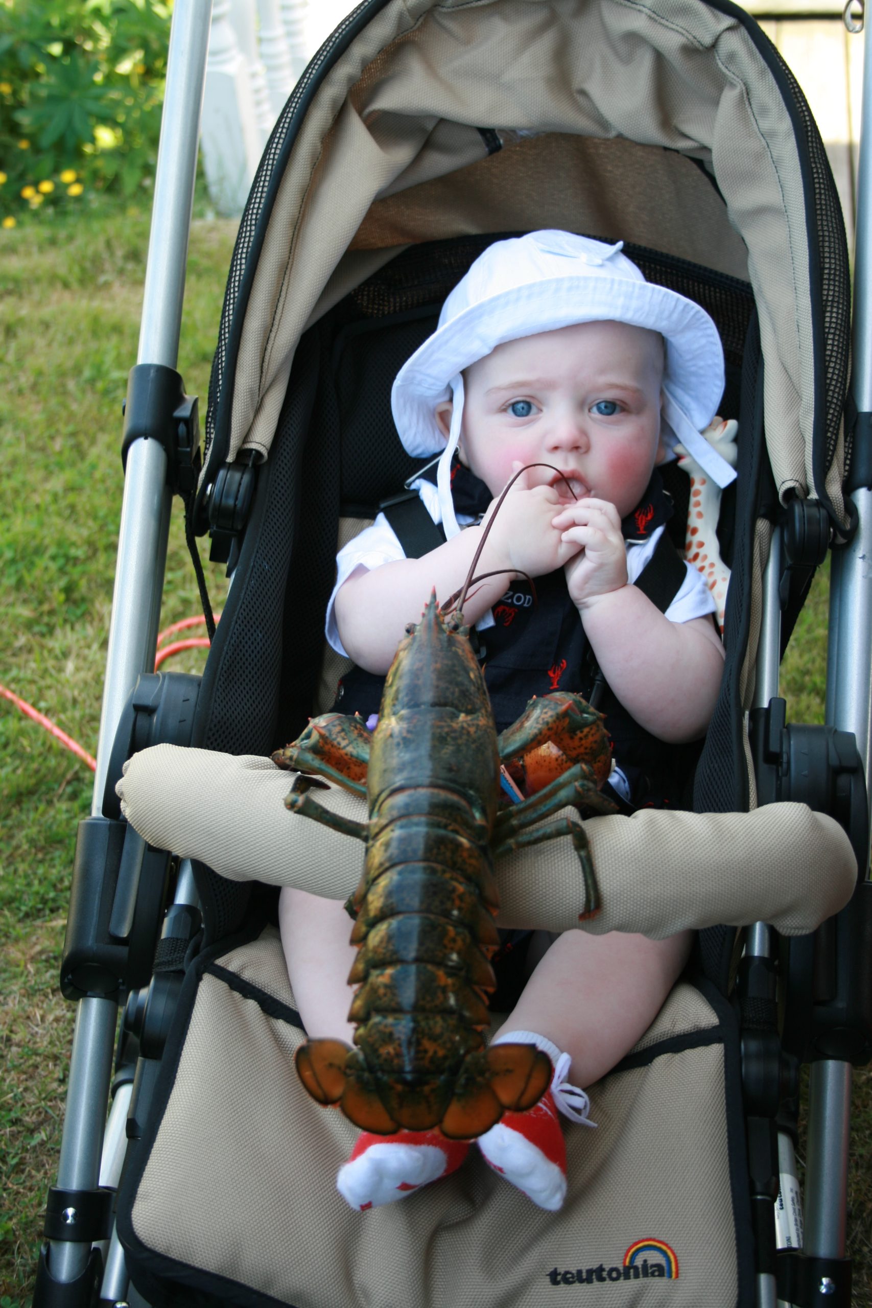 Baby&#8217;s First Taste Of Lobster (user submitted)