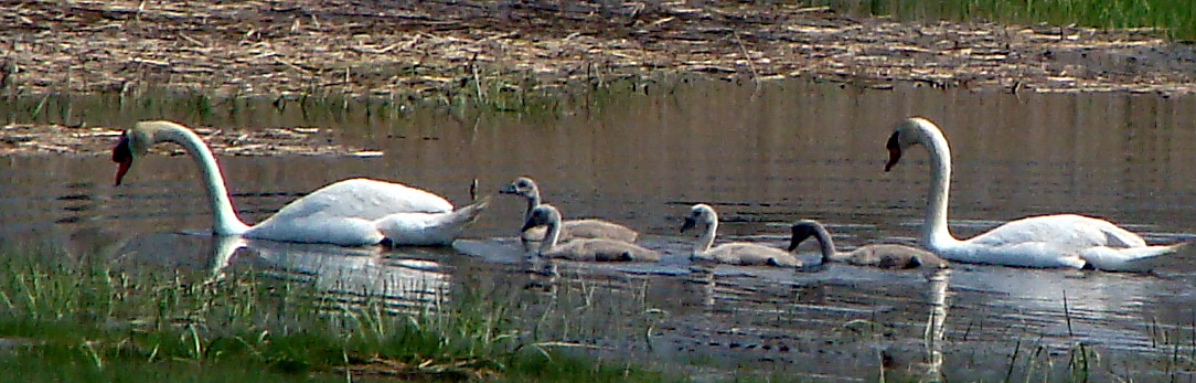 Swan Family (user submitted)