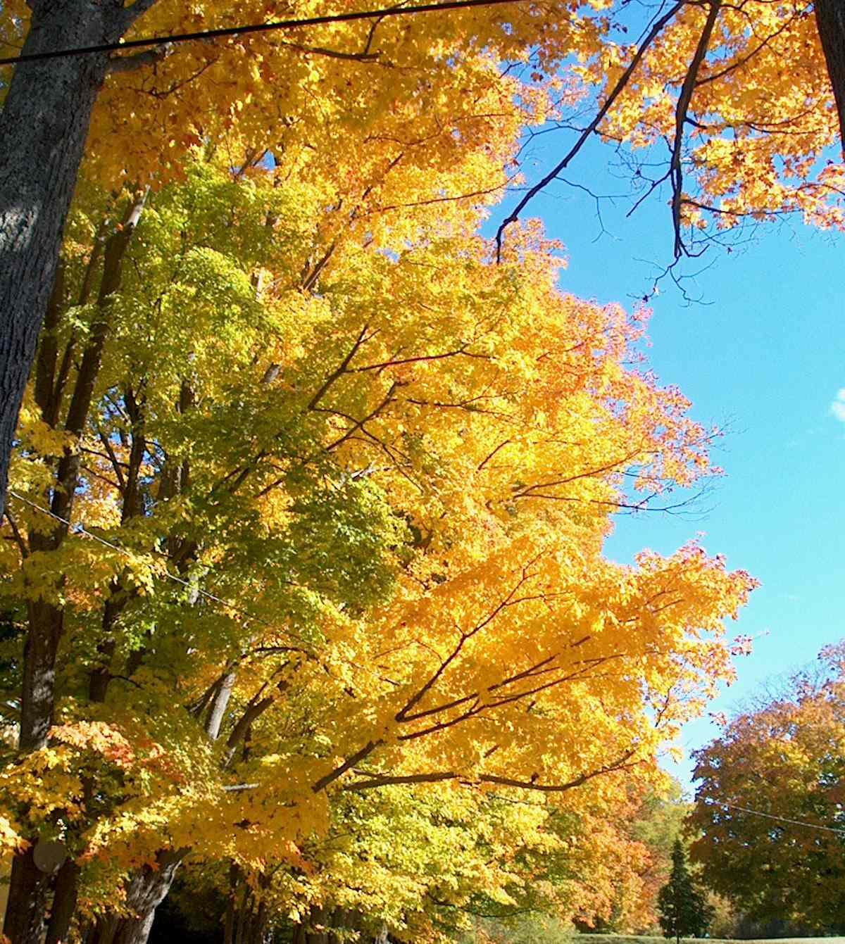 Bright Yellow Leaves (user submitted)