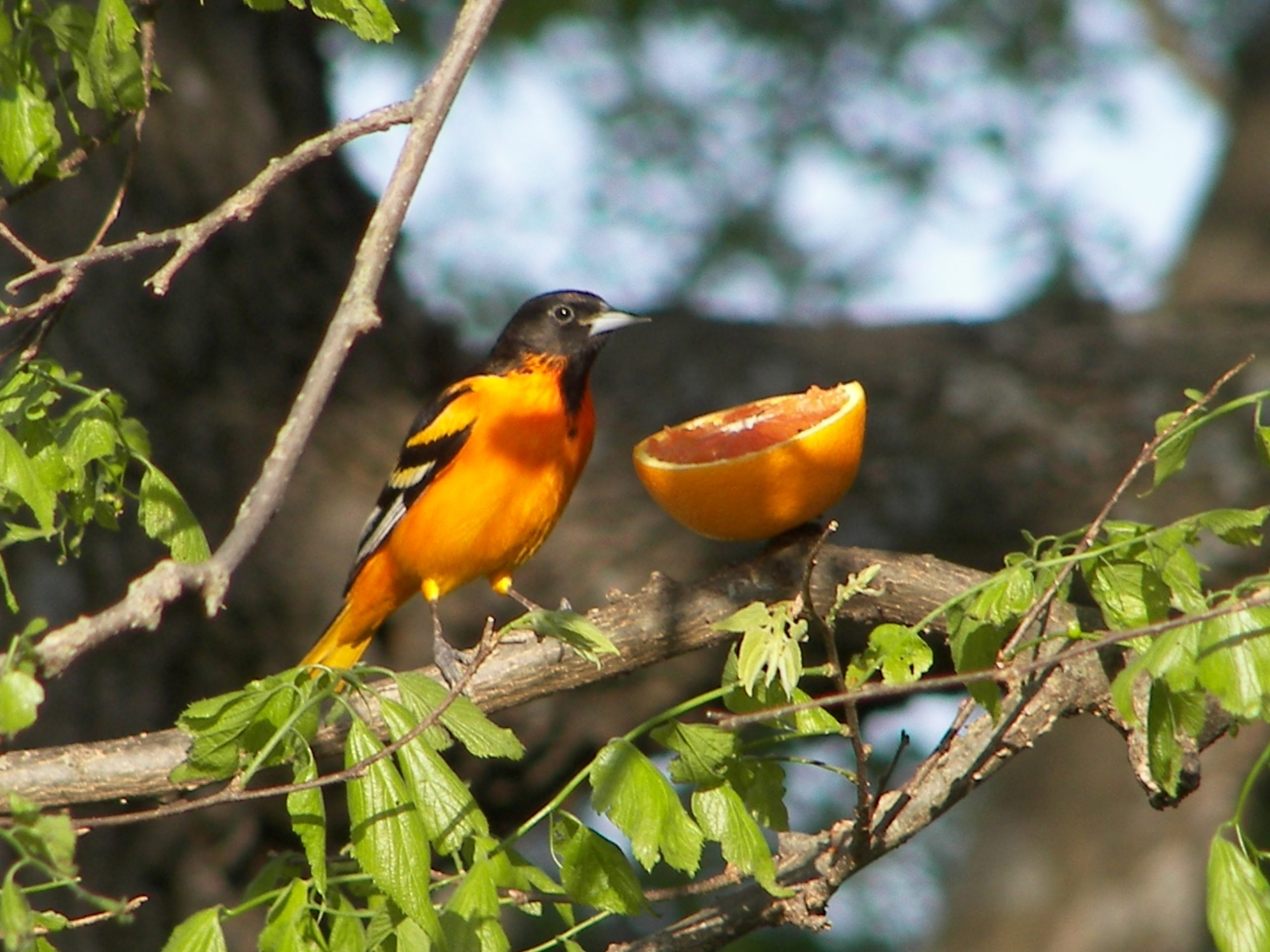 Baltimore Oriole (user submitted)