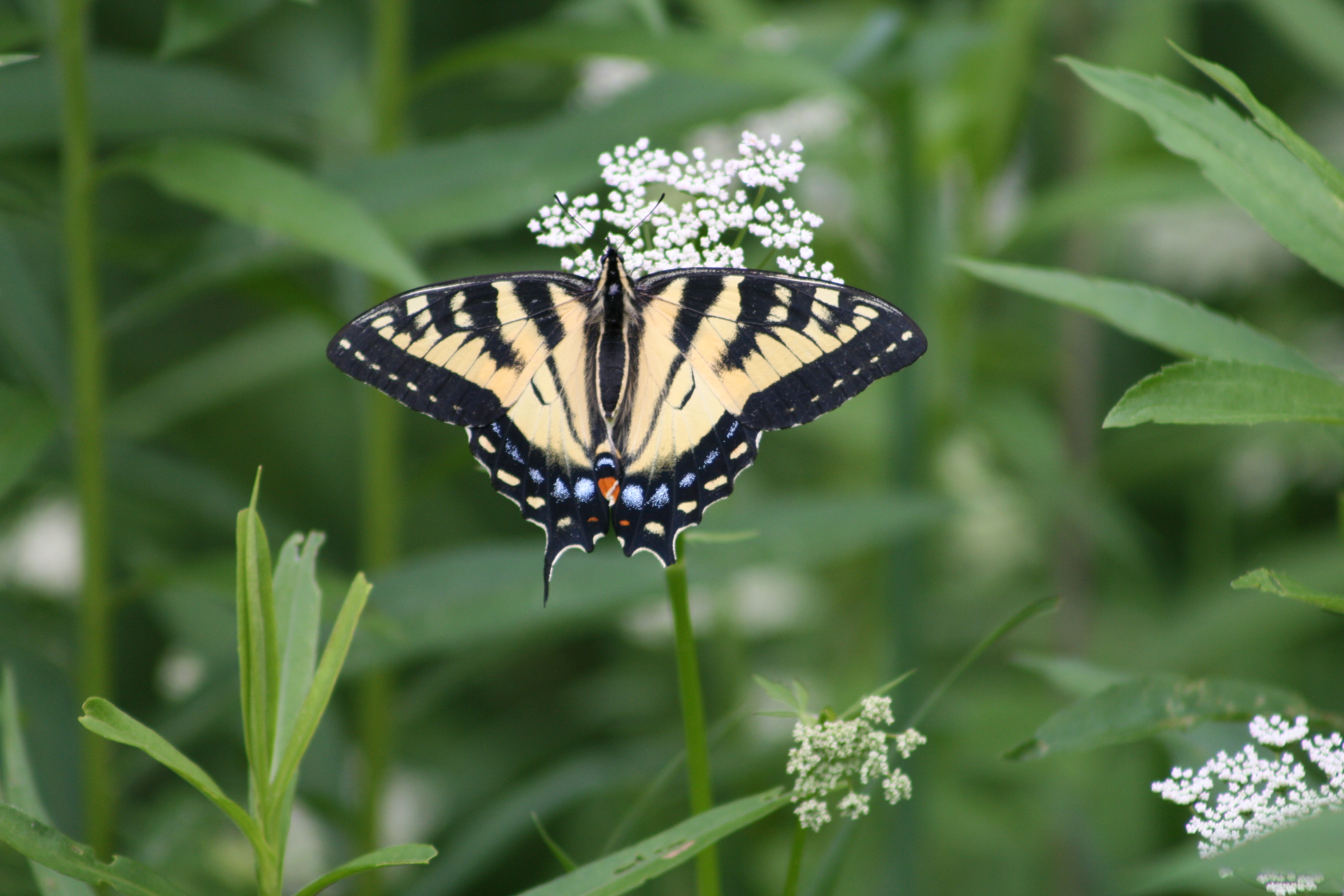 Butterfly New England Today