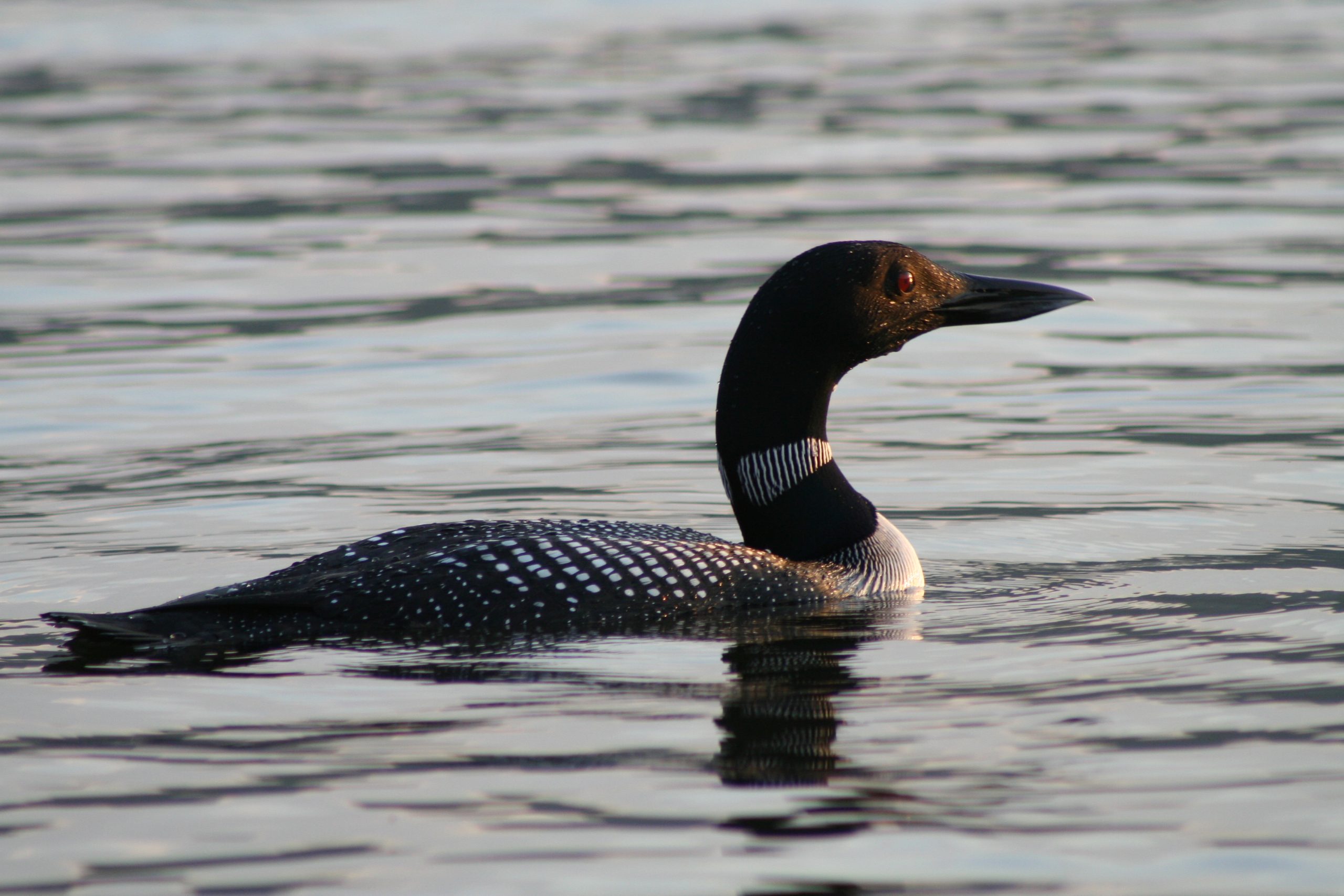 Loon On Island Pond, Vt (user submitted)