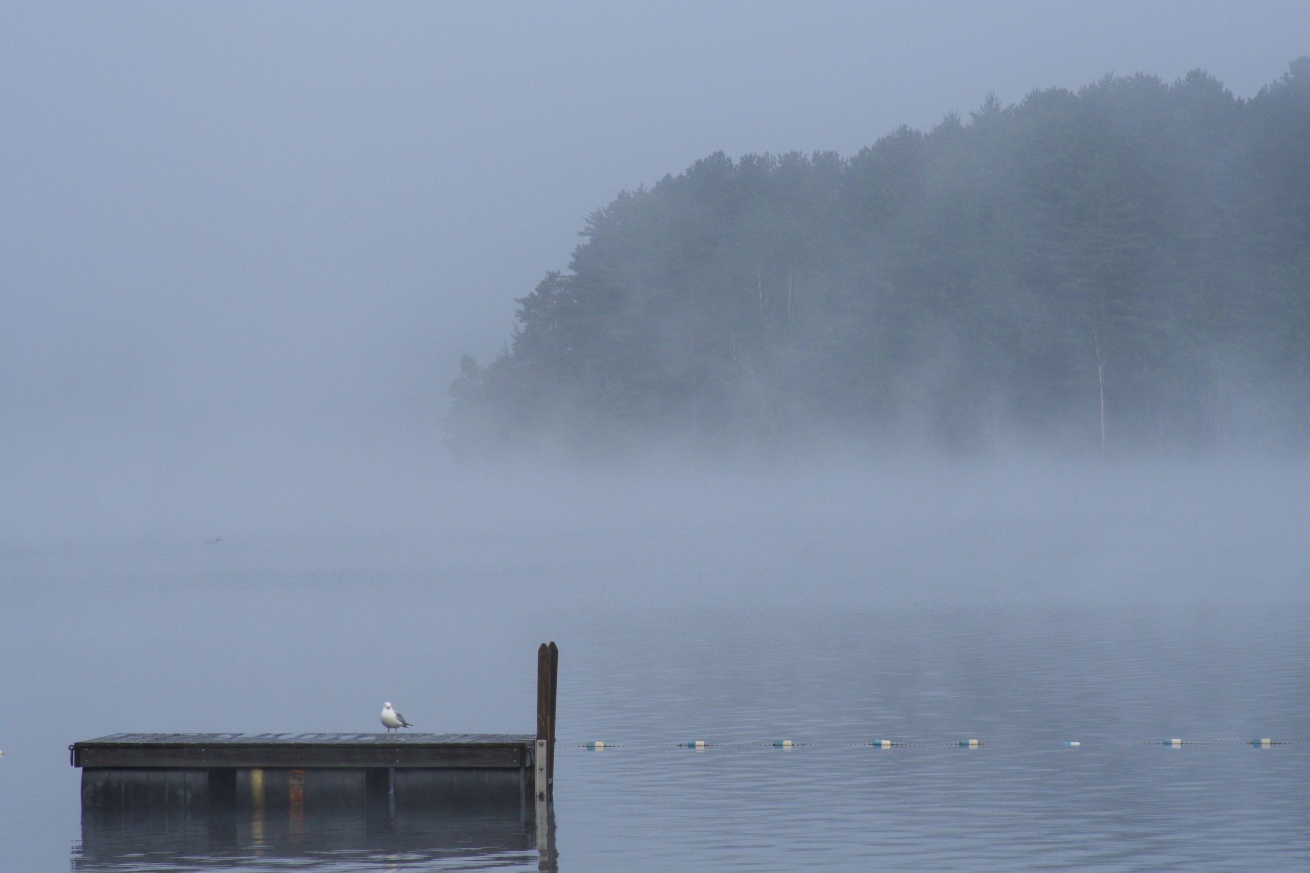 Morning Fog (user submitted)