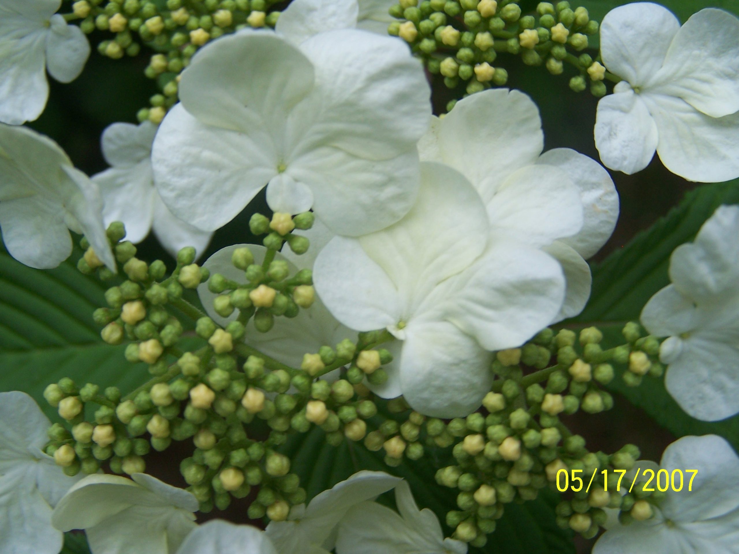 White Hydrangea (user submitted)