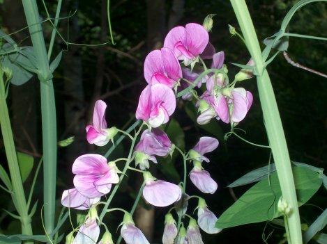 Wild Sweet Pea (user submitted)