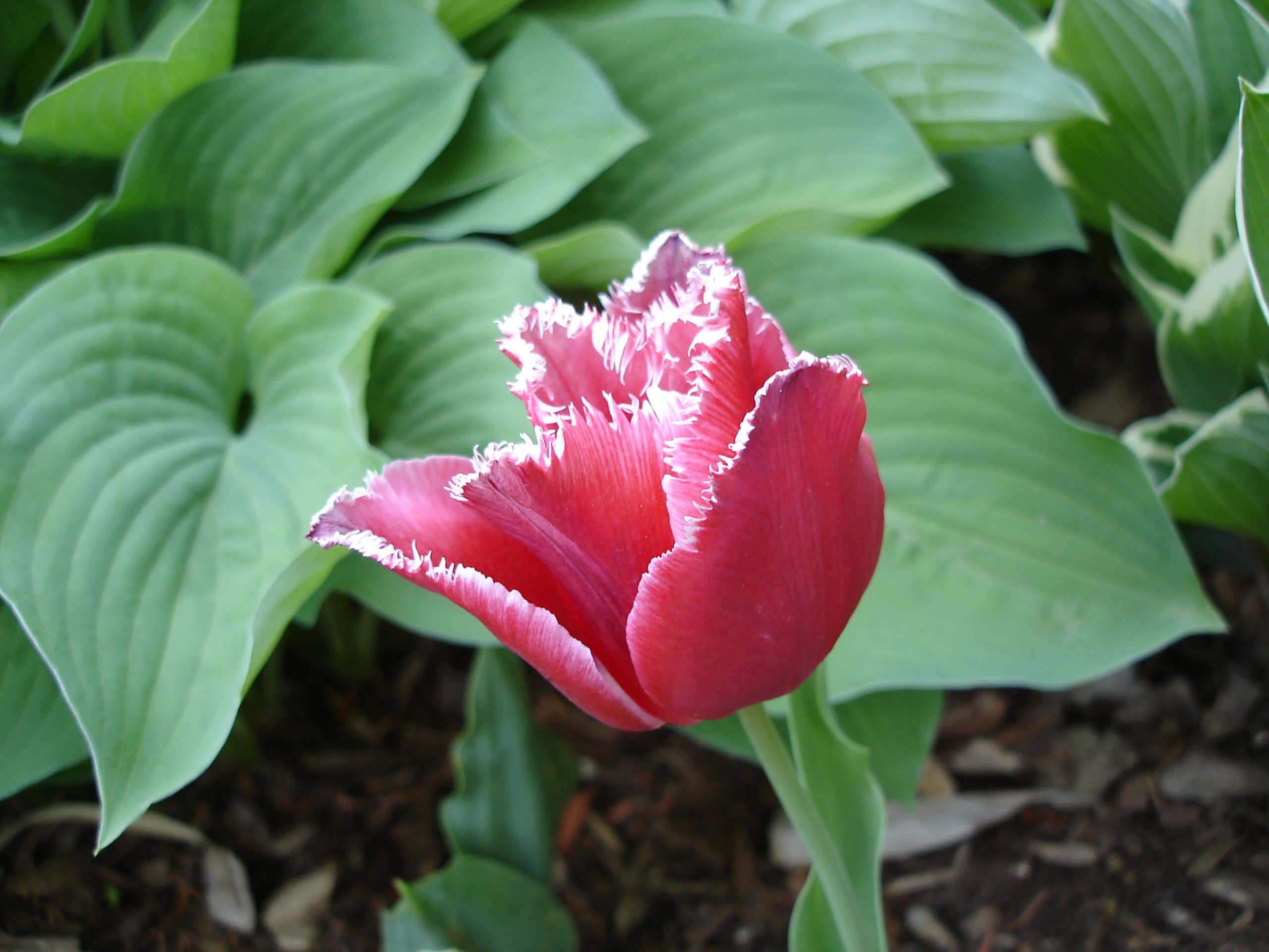 Frosted Tulip (user submitted)