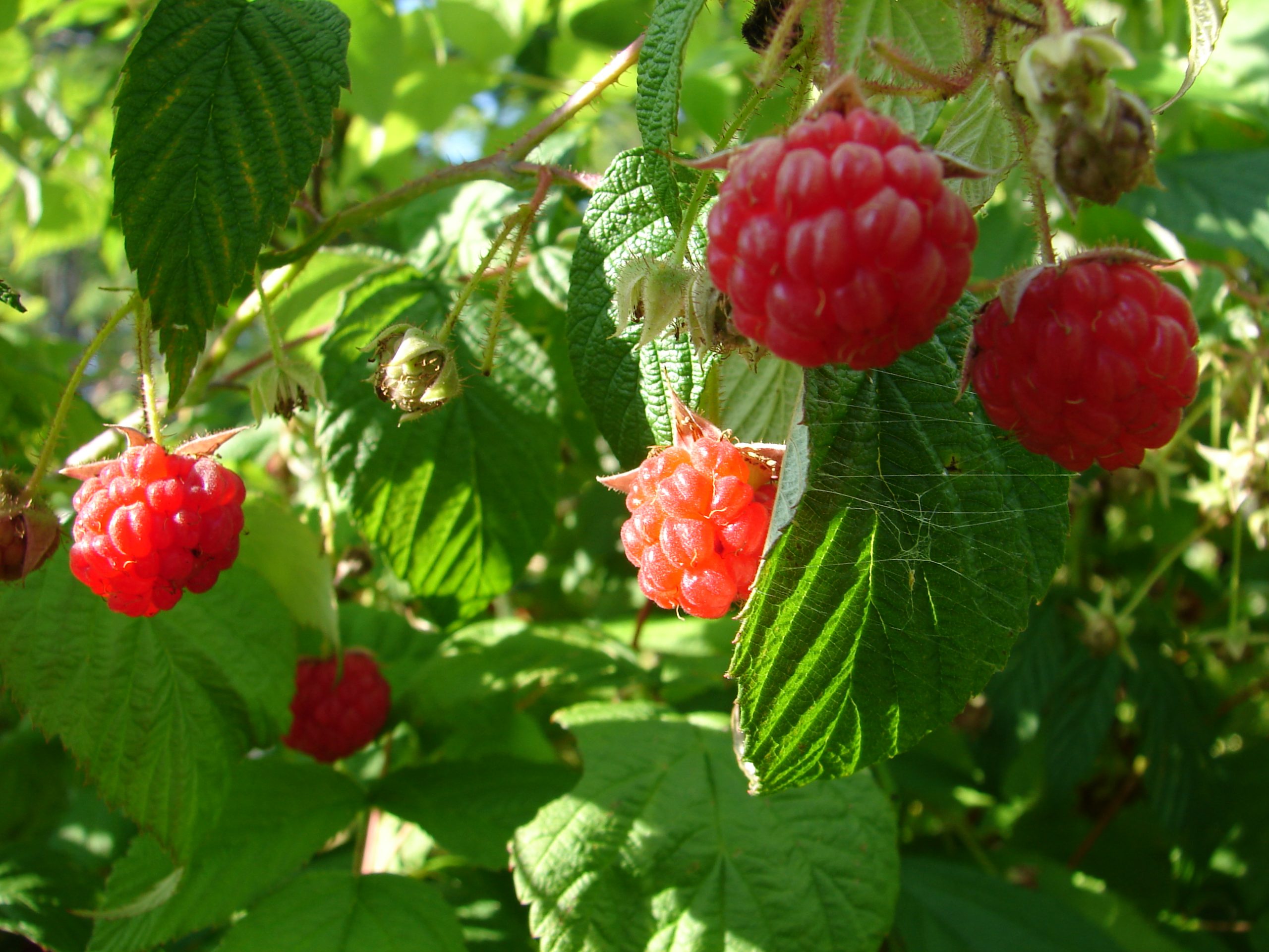 Velvet Red Raspberries (user submitted)