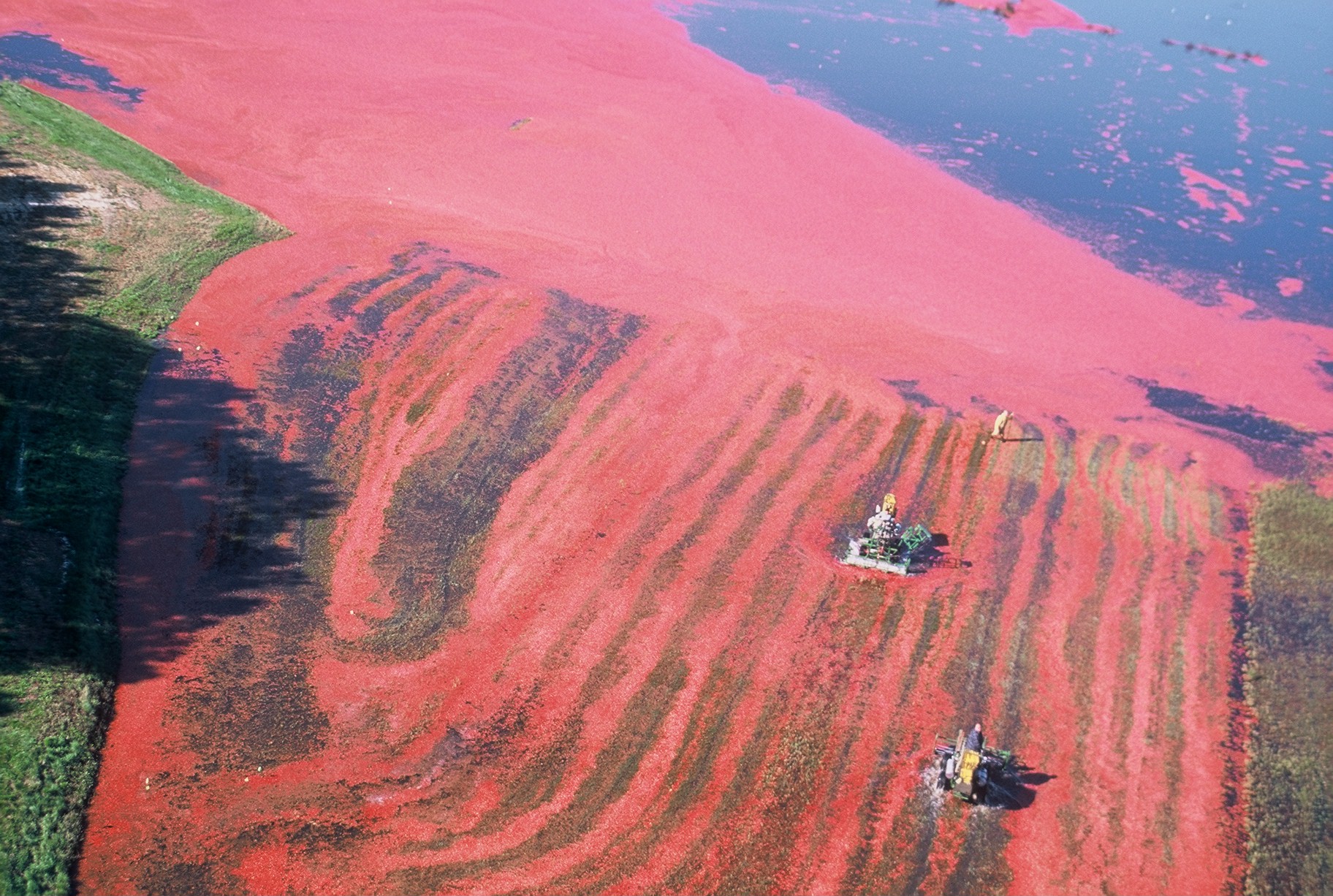 Crimson Cranberry Harvest (user submitted)