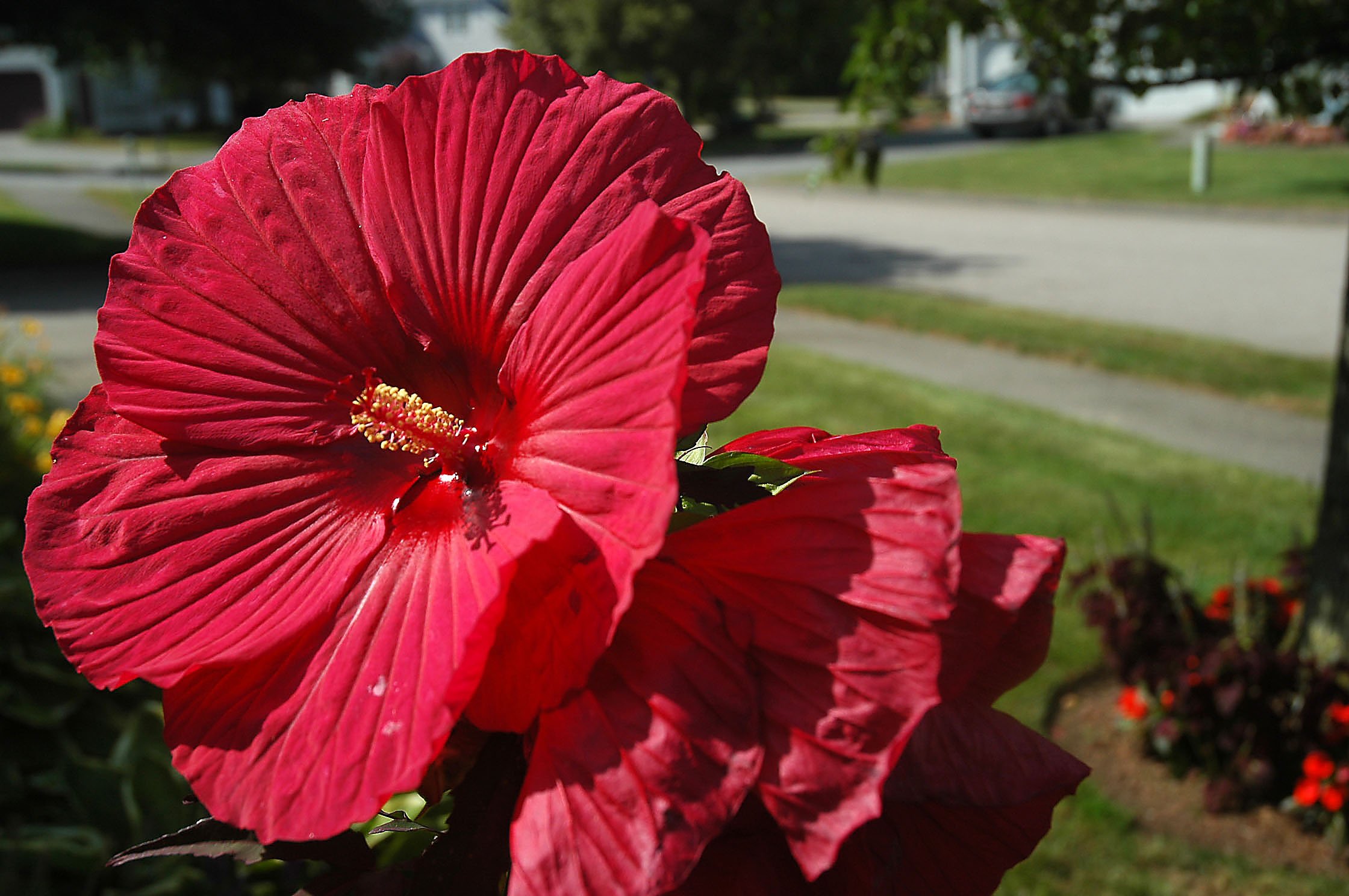 Red Hibiscus -1 (user submitted)