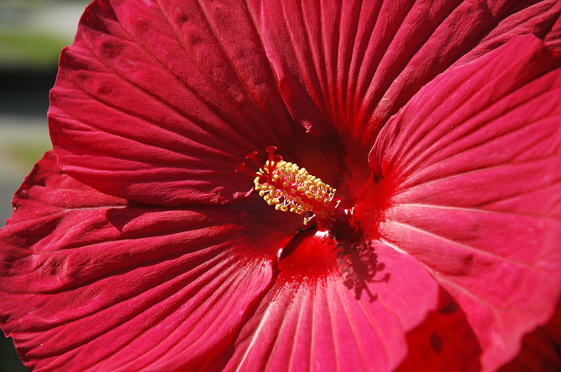 Red Hibiscus -2 (user submitted)