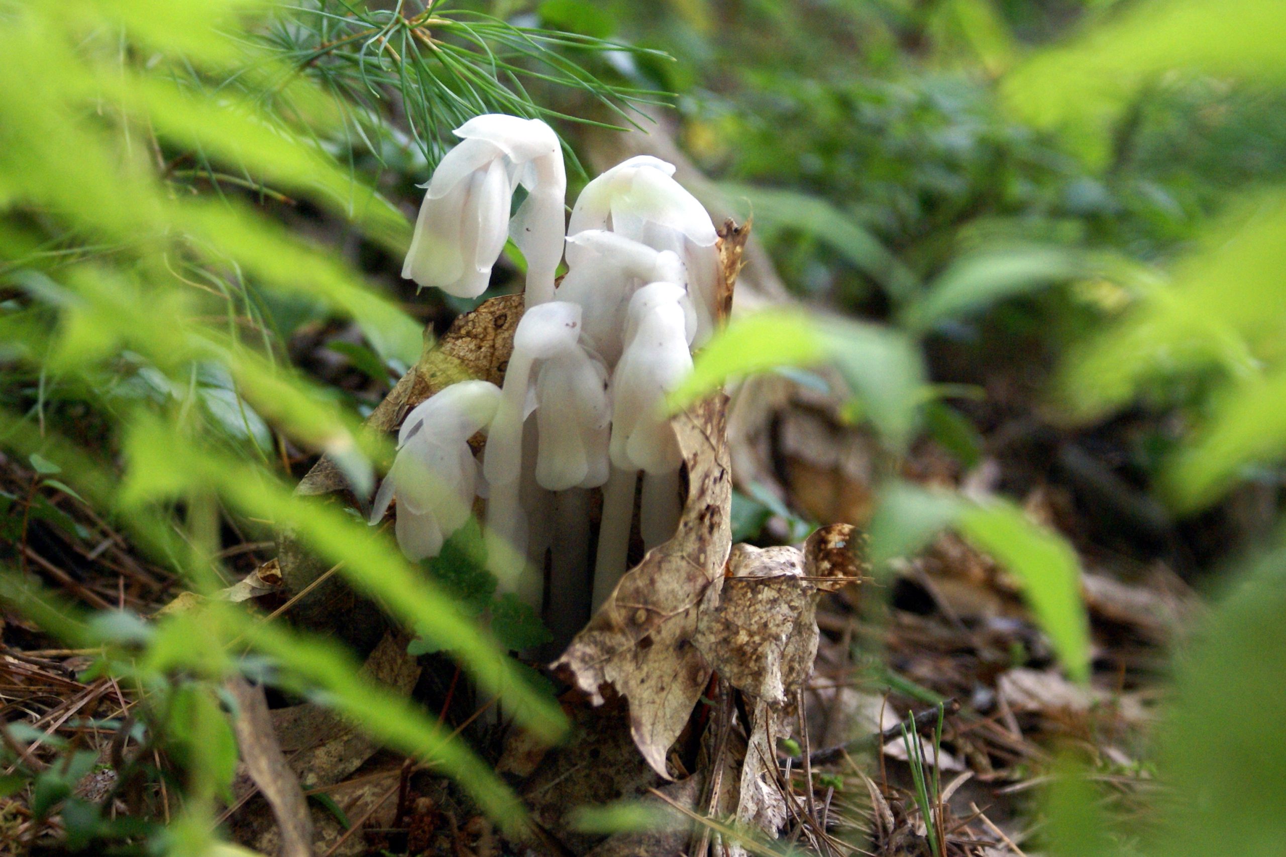 Indian Pipe (user submitted)