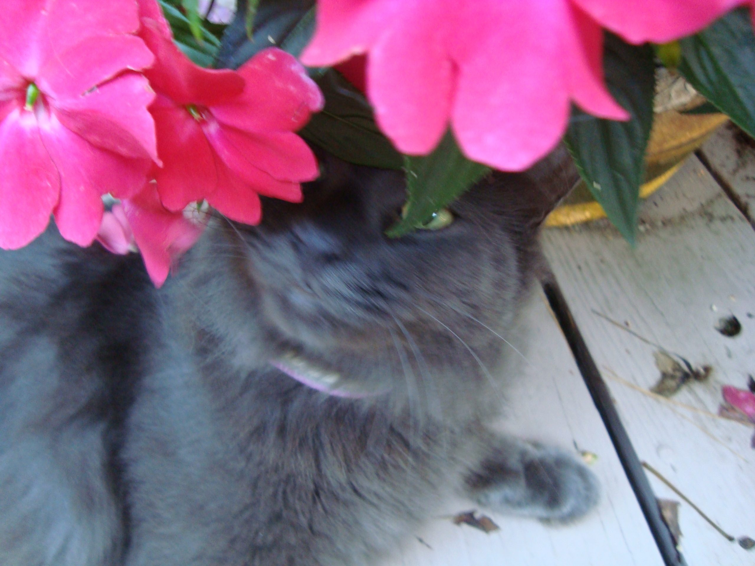 Sam Smelling The Azaleas (user submitted)