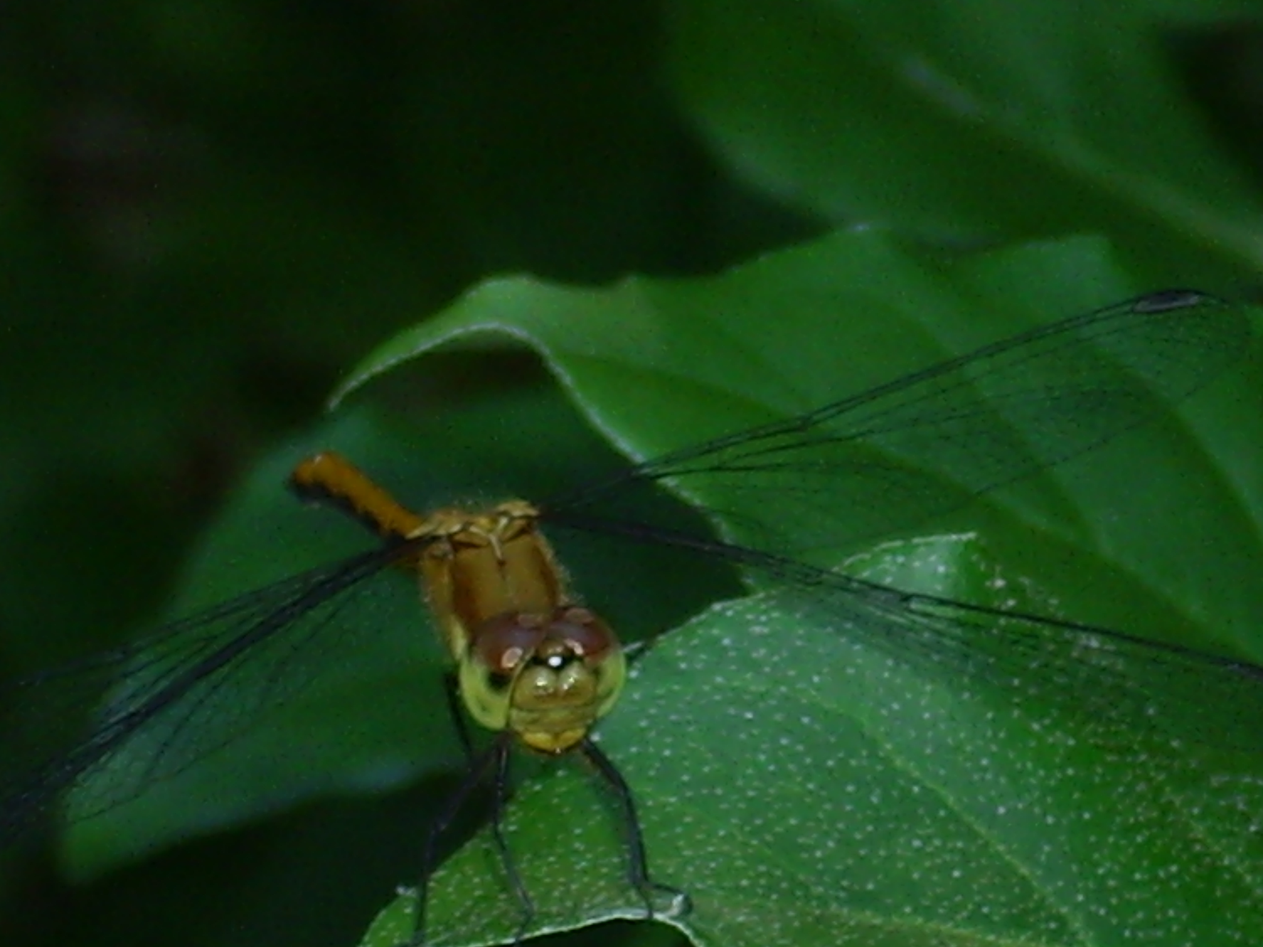 Dragonfly (user submitted)