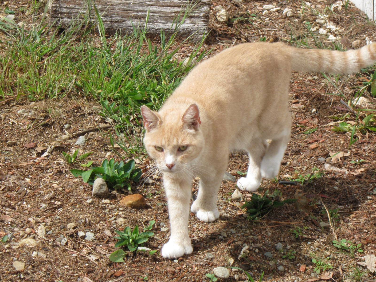 Kitty In The Yard! (user submitted)