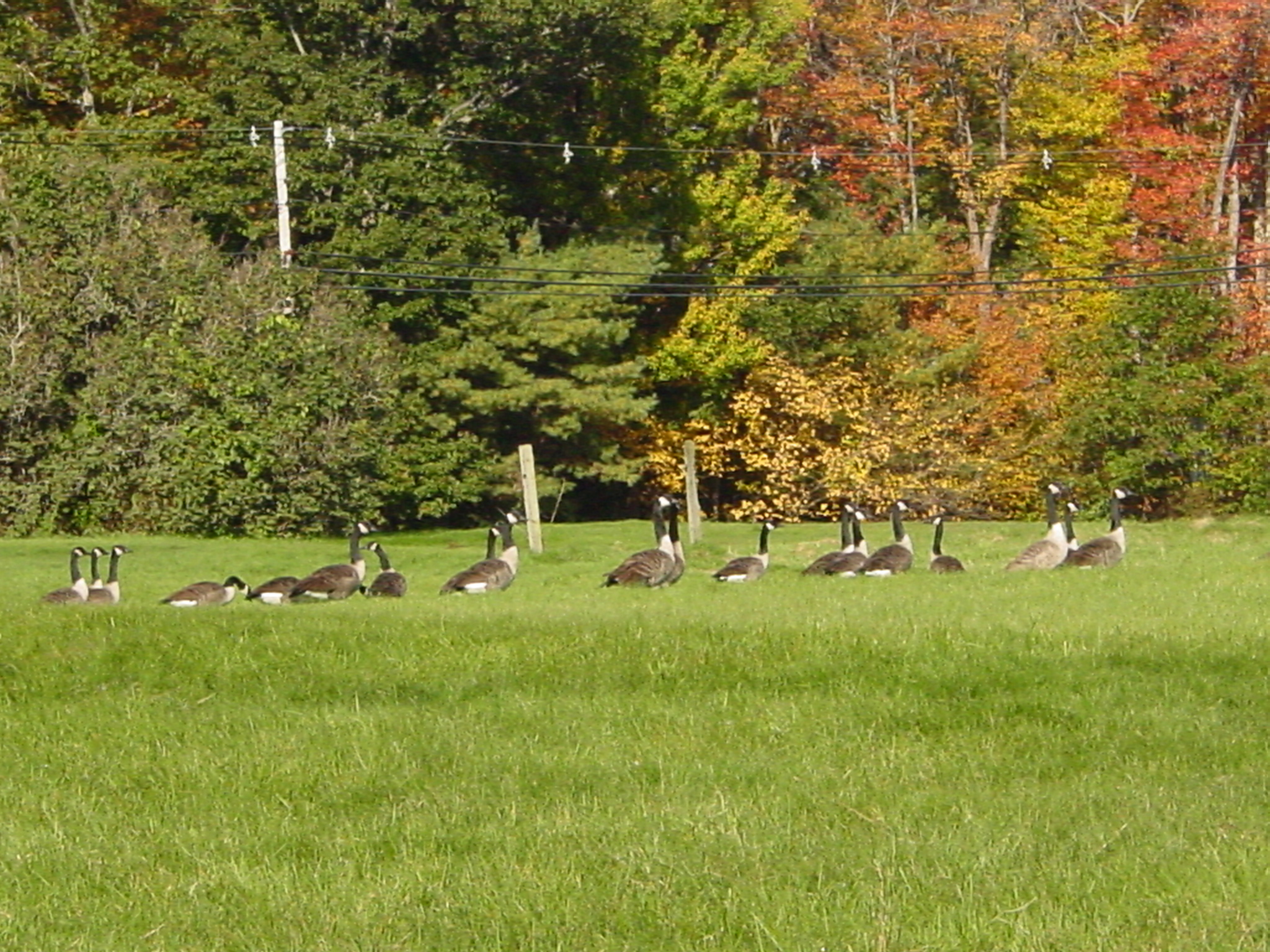 Geese Getting Ready To Fly South (user submitted)