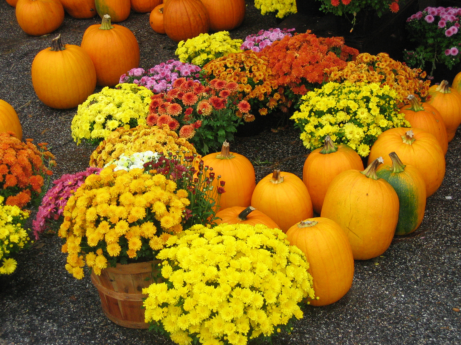 Fall Pumpkins And Flowers (user submitted)