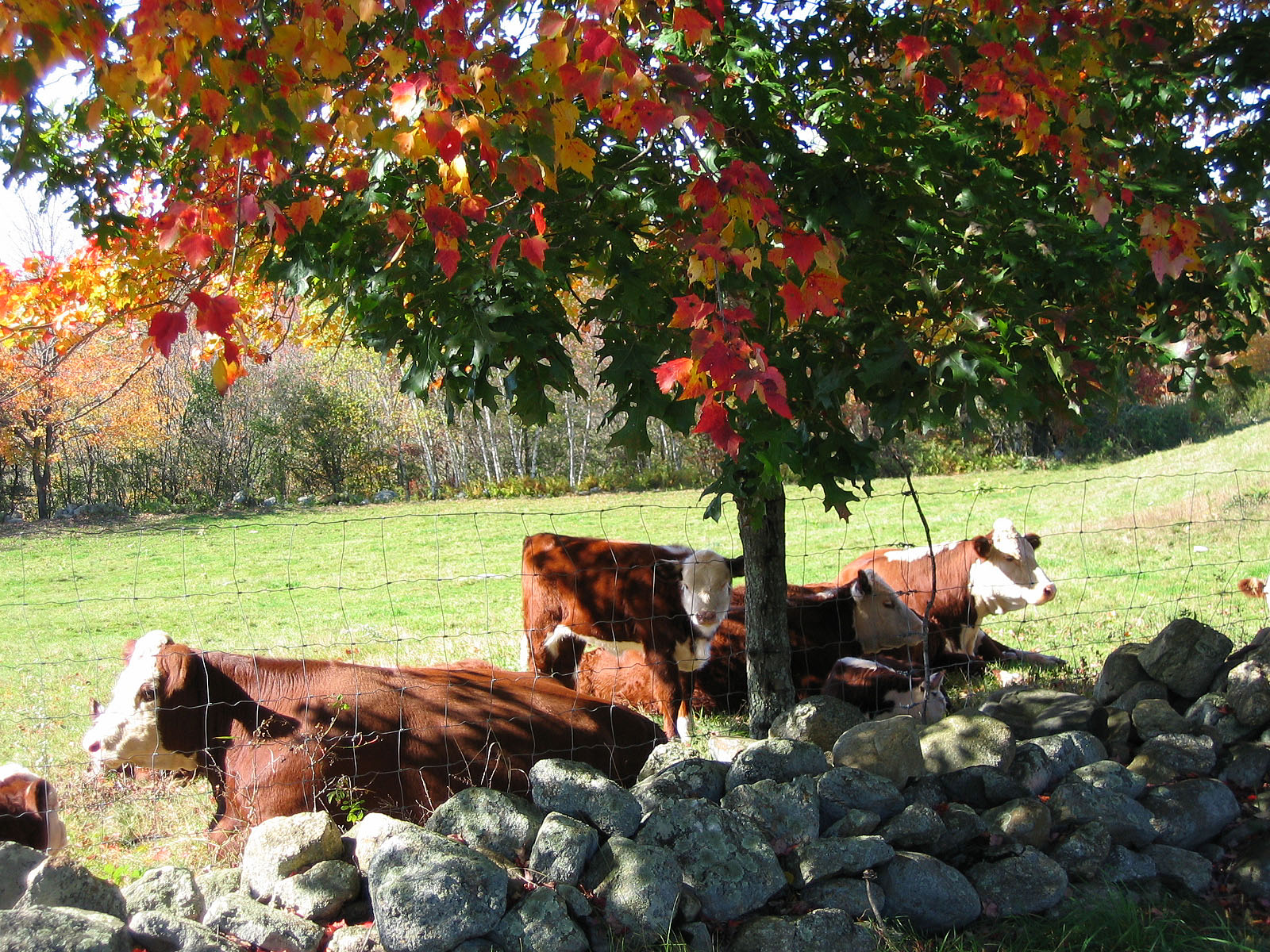 Fall Cows (user submitted)