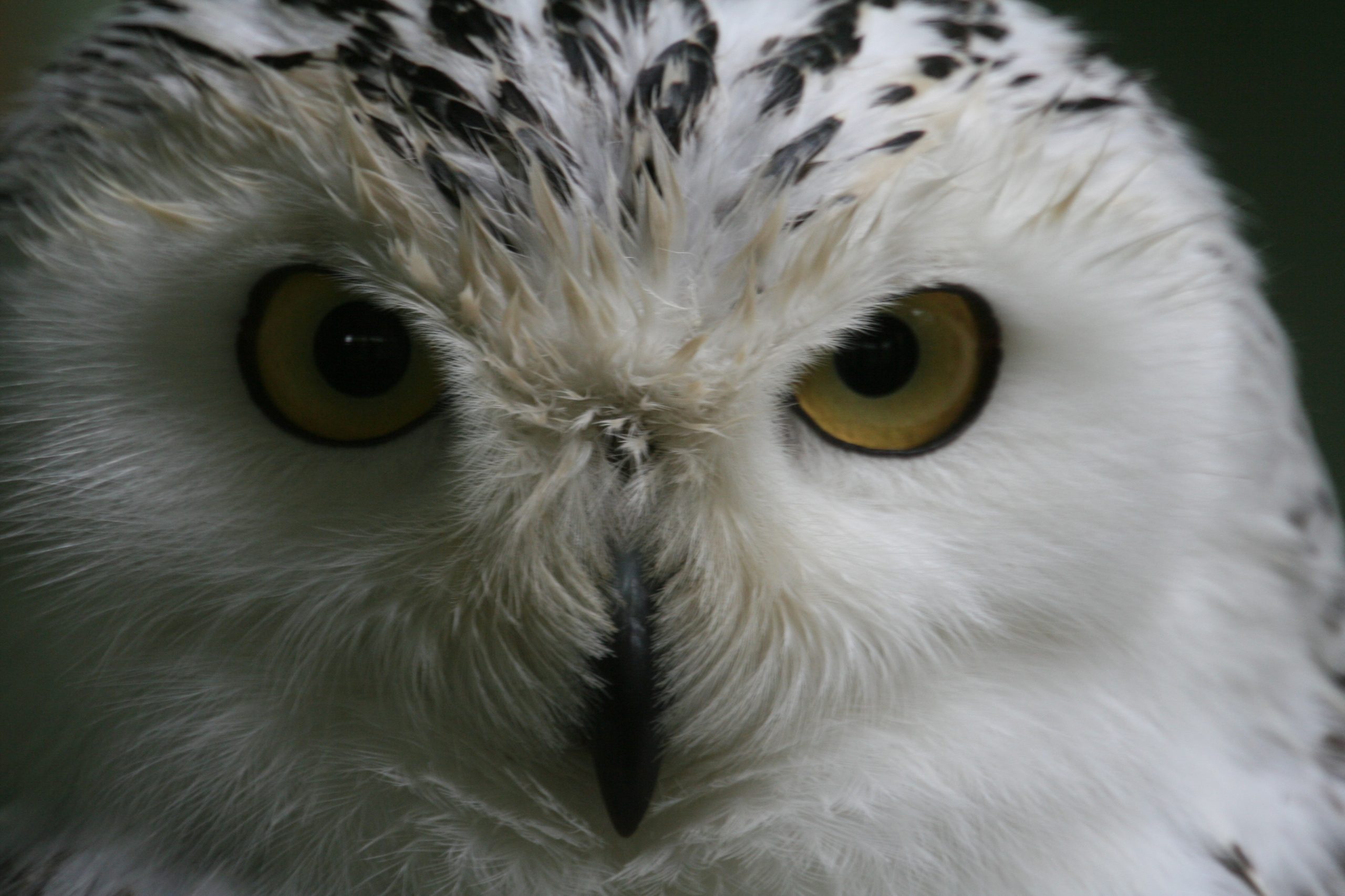 Snowy Owl (user submitted)