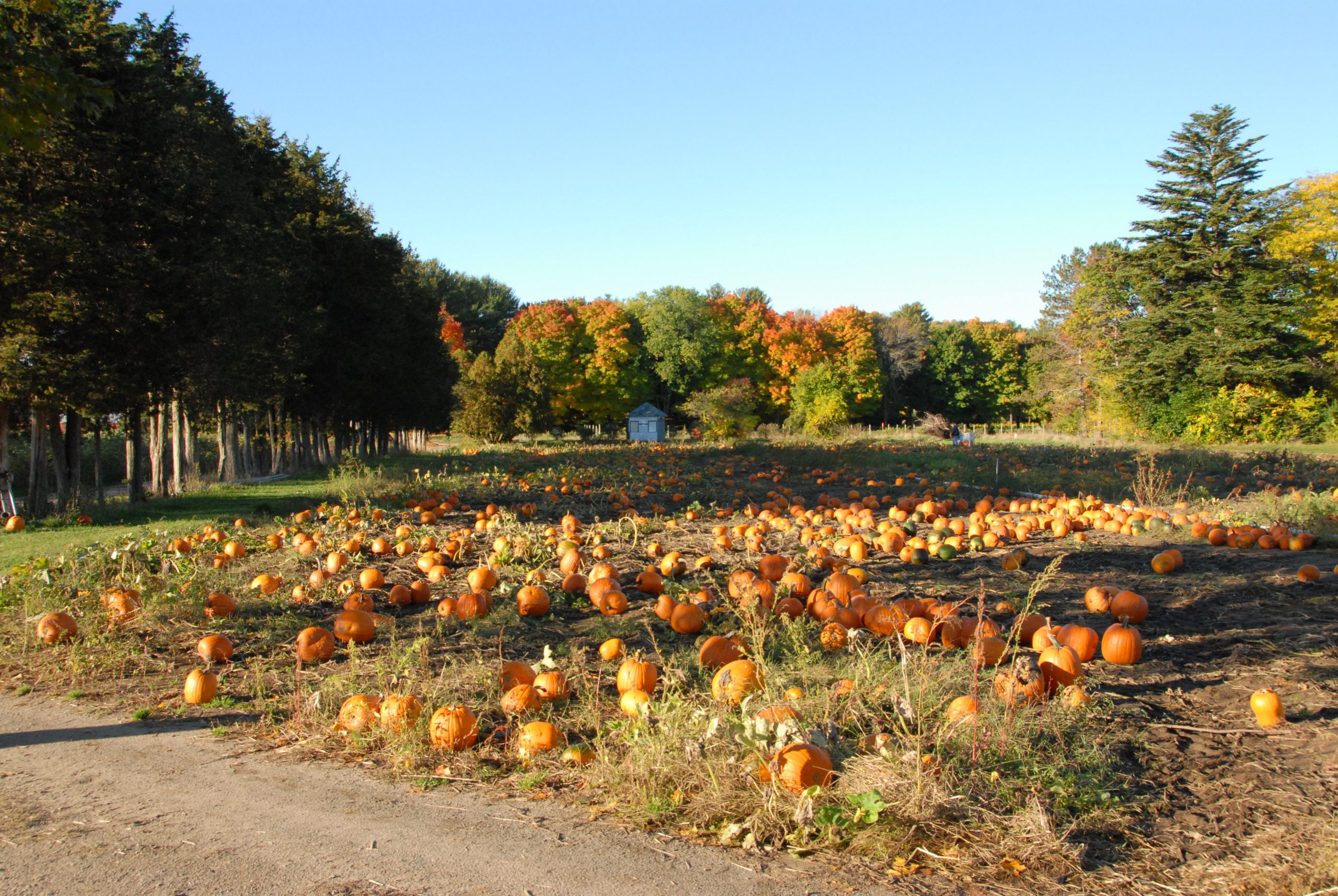 Farm Pumpkins (user submitted)