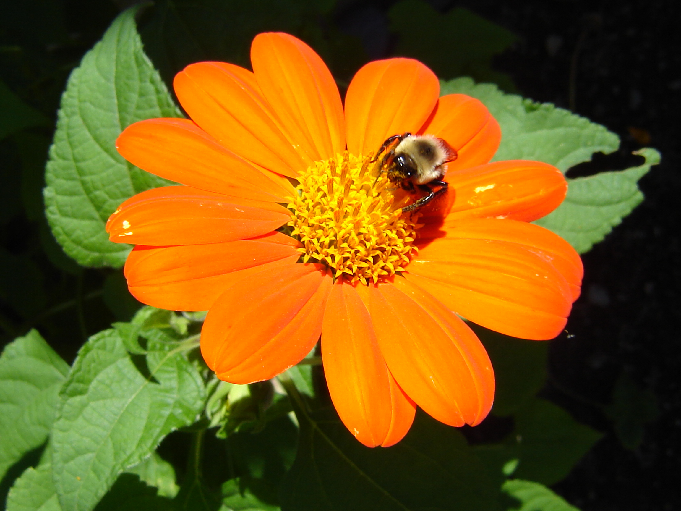 Mexican Sunflowers &amp; Bumble Bee (user submitted)