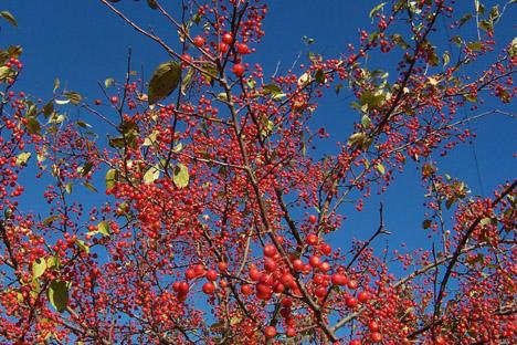 Branches Full of Fall Berries (user submitted)