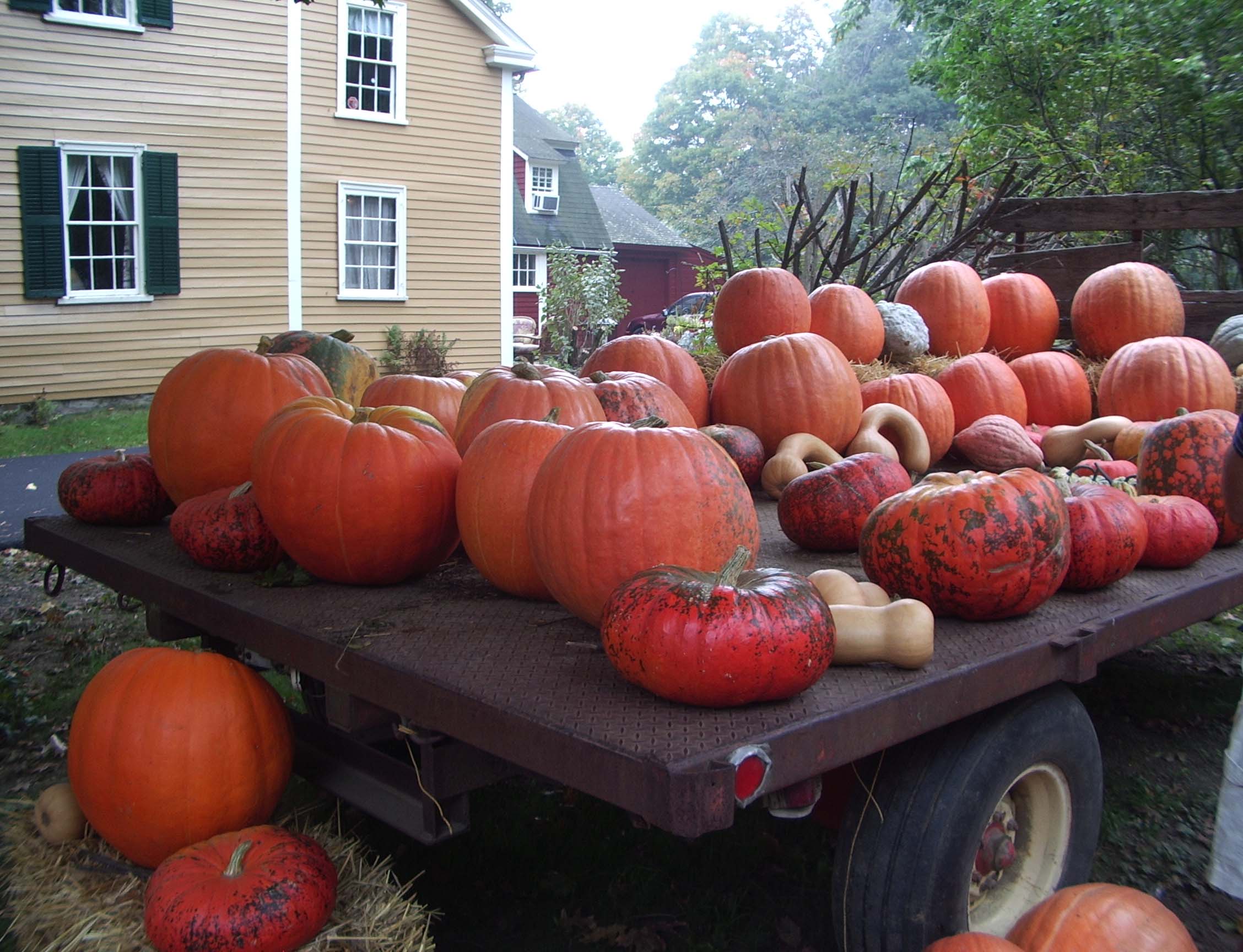 Truckload Of Pumpkins (user submitted)