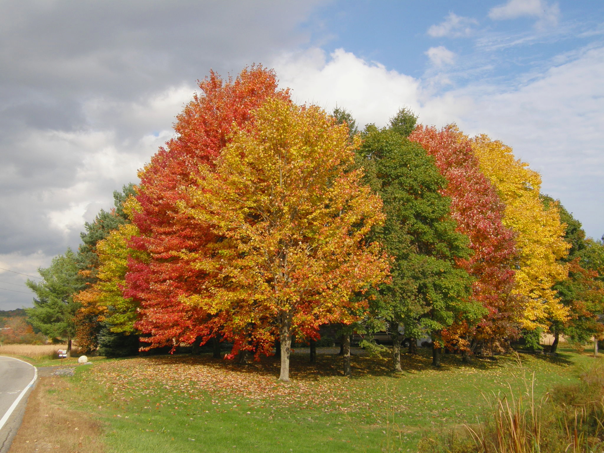Rainbow Of Trees (user submitted)