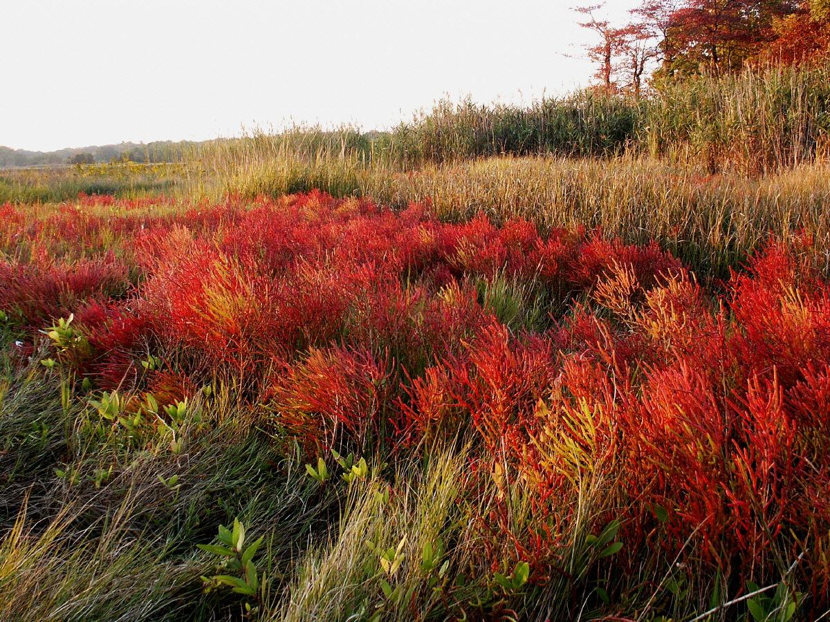 Fall in the Salt Marsh (user submitted)